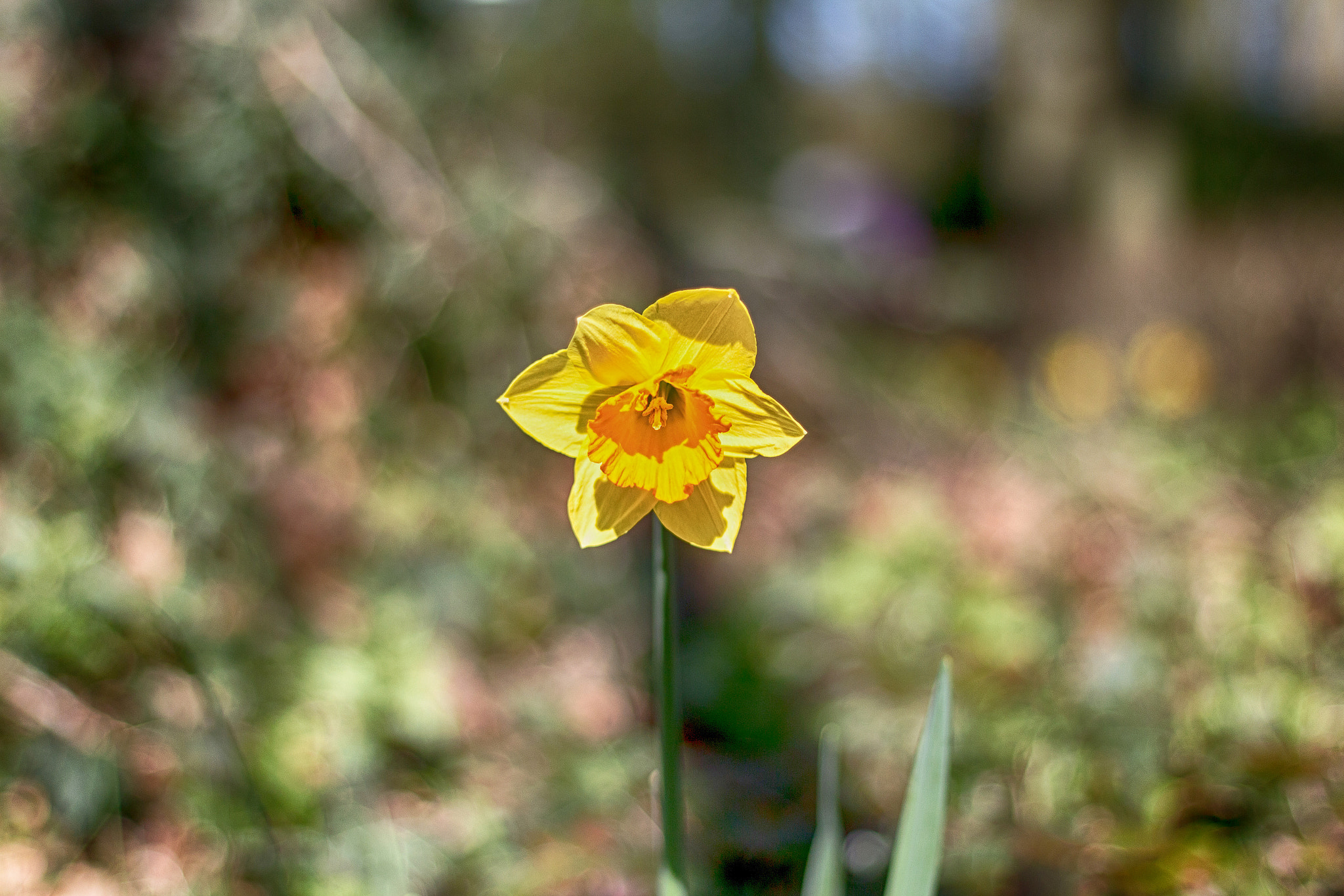 Canon EOS 700D (EOS Rebel T5i / EOS Kiss X7i) + Canon EF 50mm F1.8 II sample photo. Daffodil photography