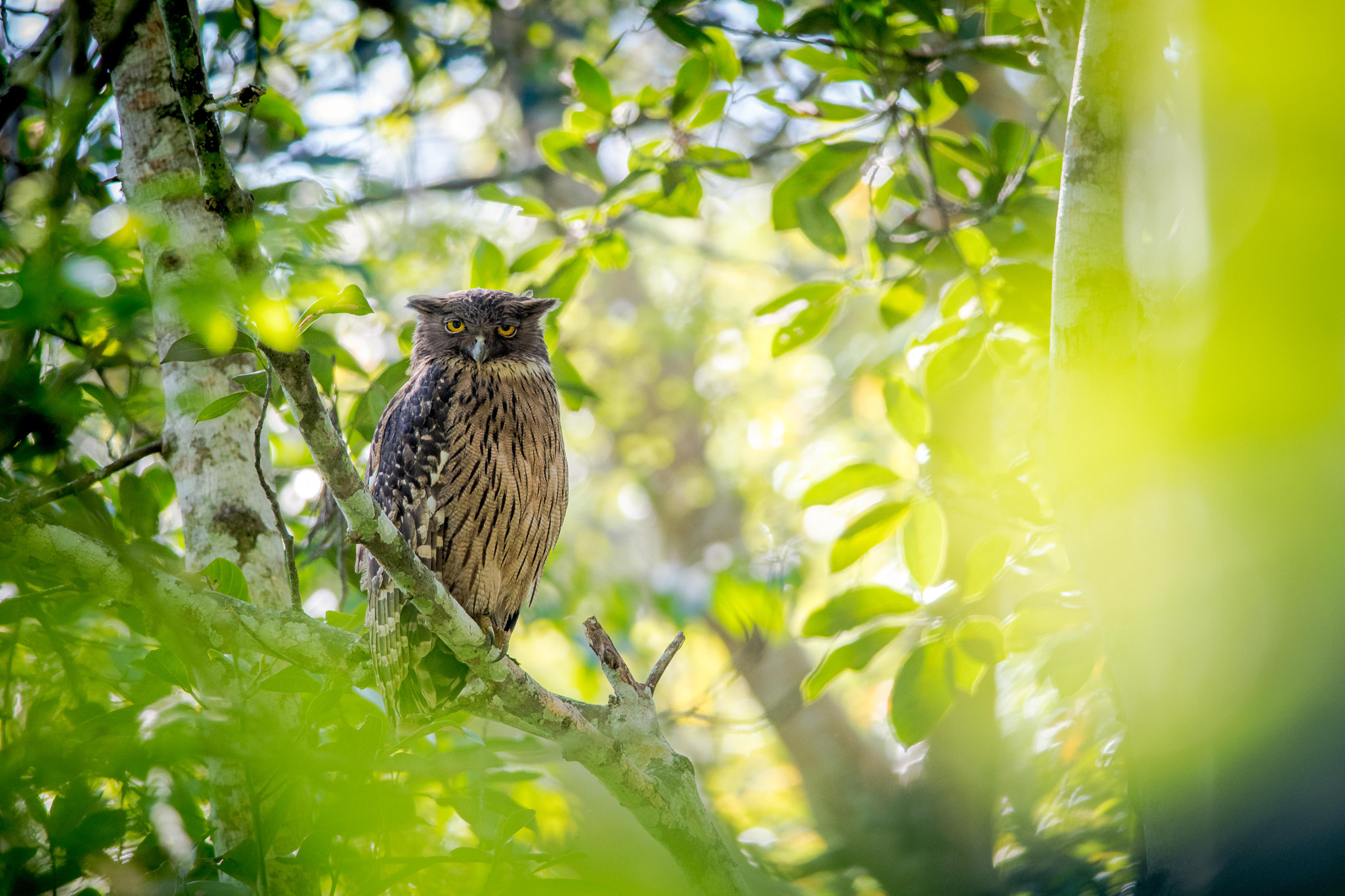 Nikon D500 + Nikon AF-S Nikkor 300mm F4D ED-IF sample photo. An old wise owl once said.. photography