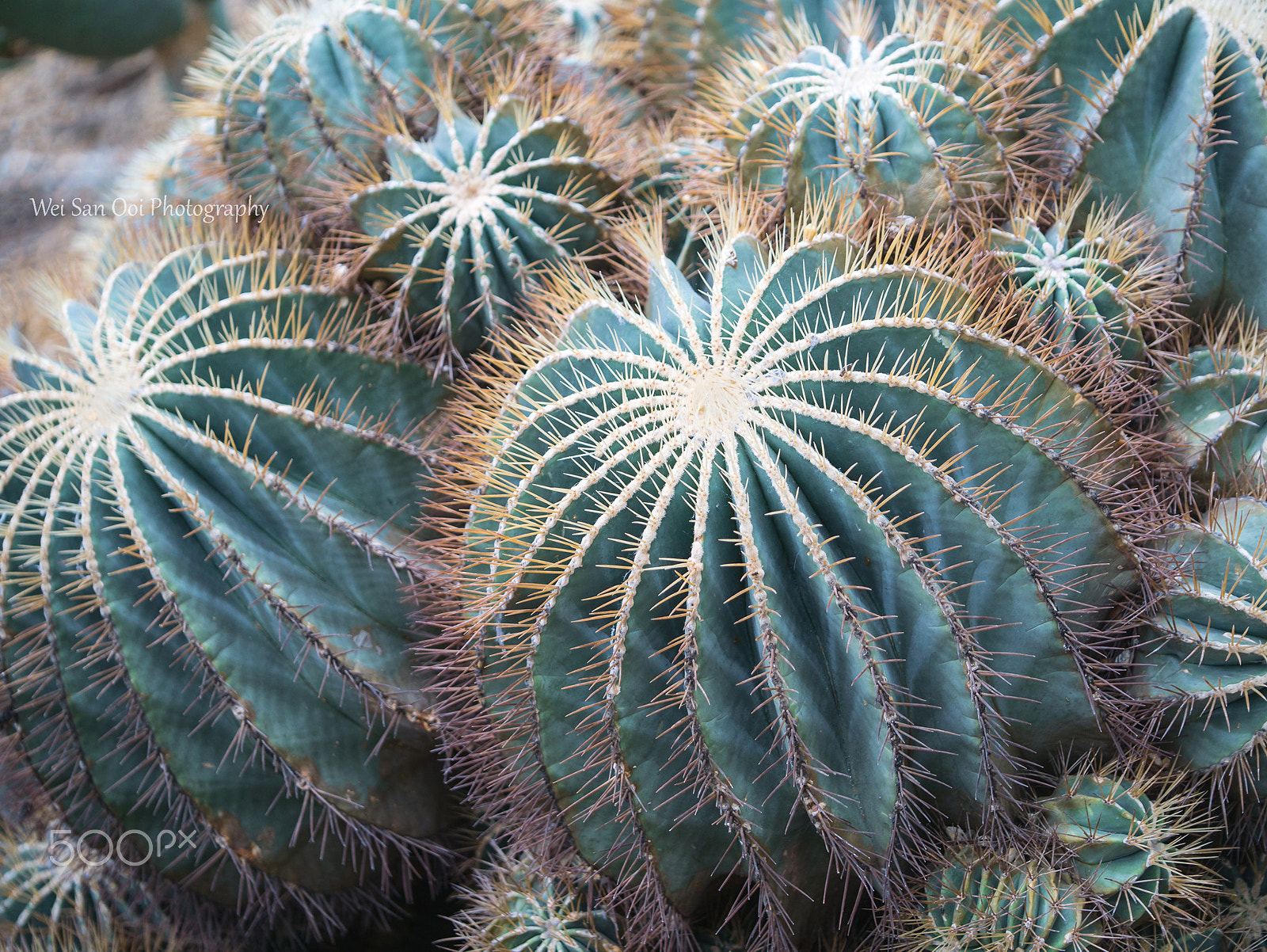 Panasonic Lumix DMC-GX7 sample photo. Cactus 05 photography
