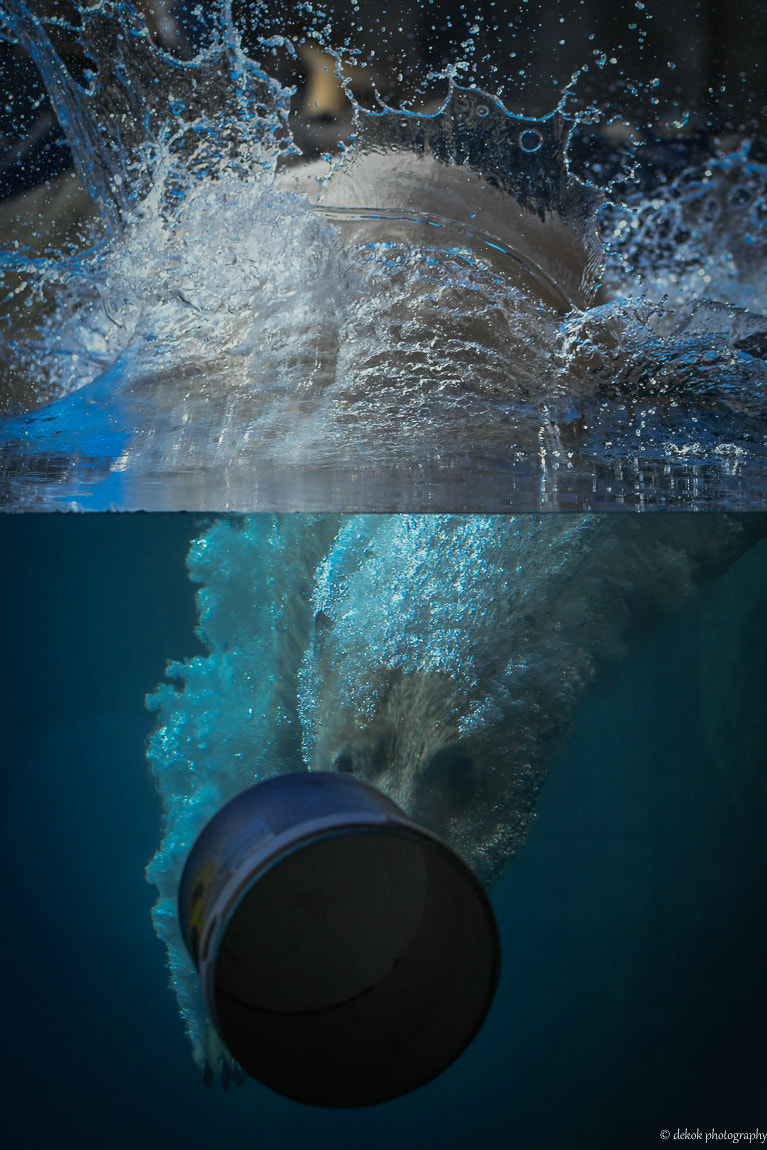 Nikon D500 + Sigma 150-600mm F5-6.3 DG OS HSM | C sample photo. Dive to the bucket polar bear .... photography
