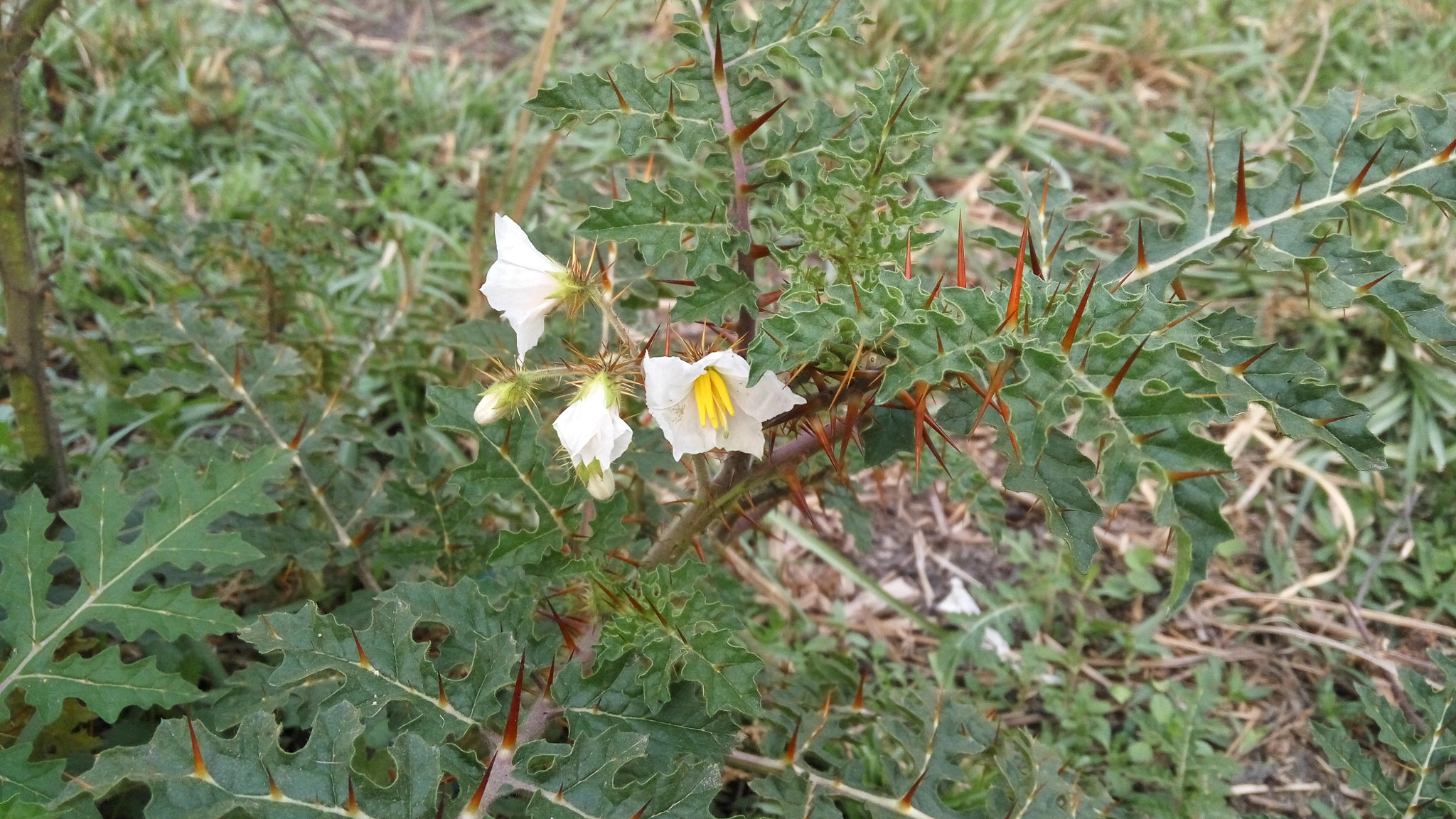 Xiaomi HM Note 2 sample photo. Flower photography