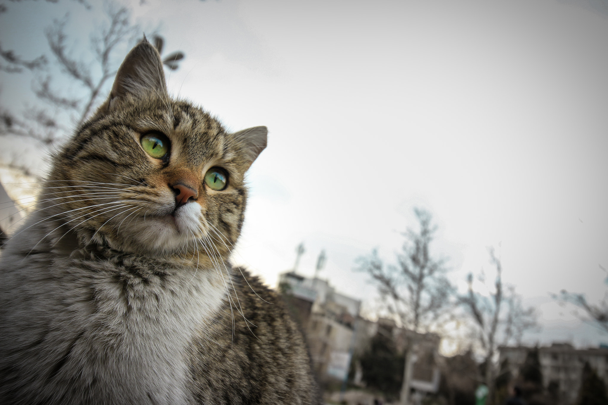 Canon EOS 650D (EOS Rebel T4i / EOS Kiss X6i) sample photo. Kitty in da city photography