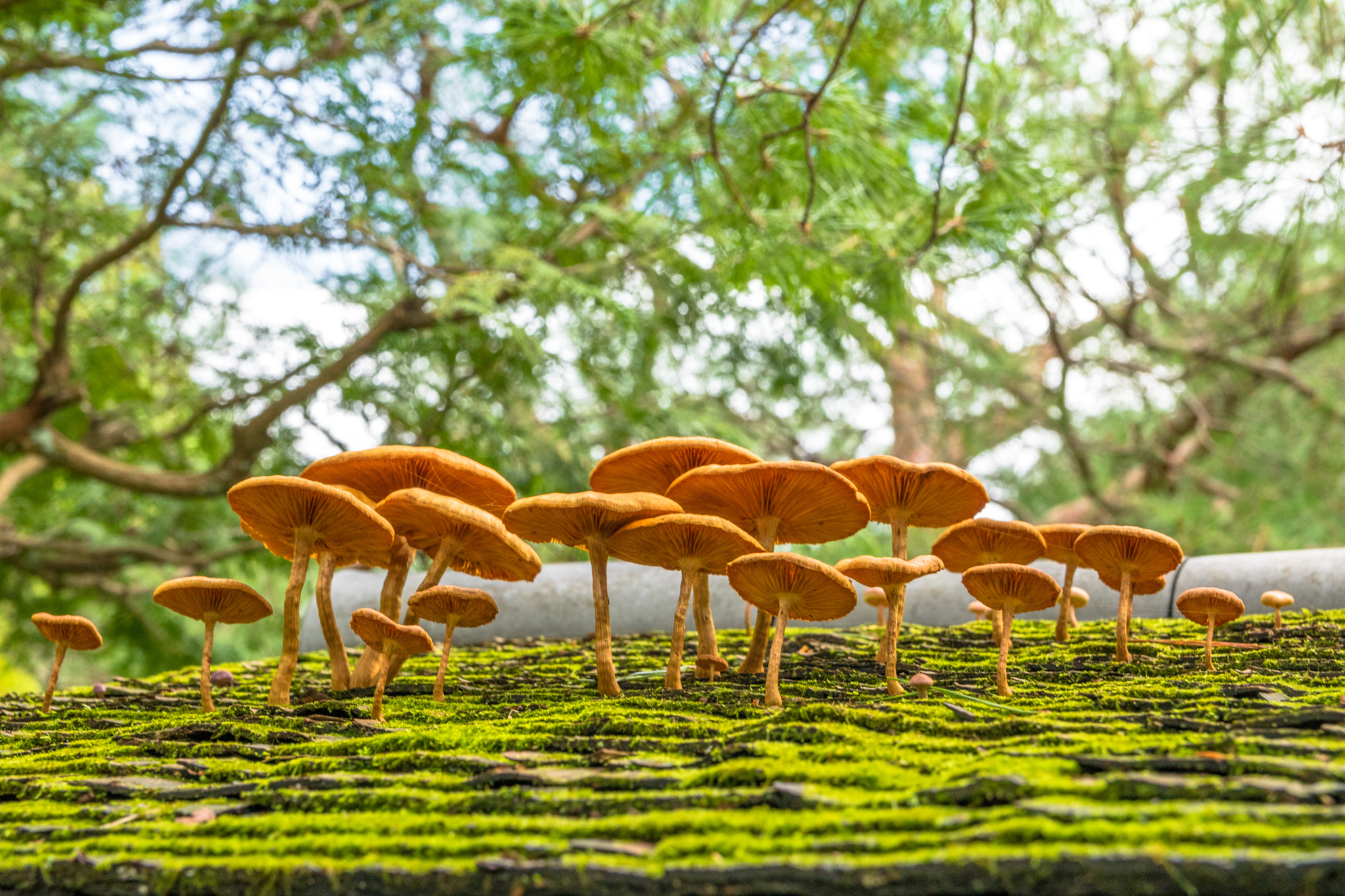 Canon EOS 760D (EOS Rebel T6s / EOS 8000D) + Canon EF-S 17-55mm F2.8 IS USM sample photo. Japan - kyoto - mushrooms photography