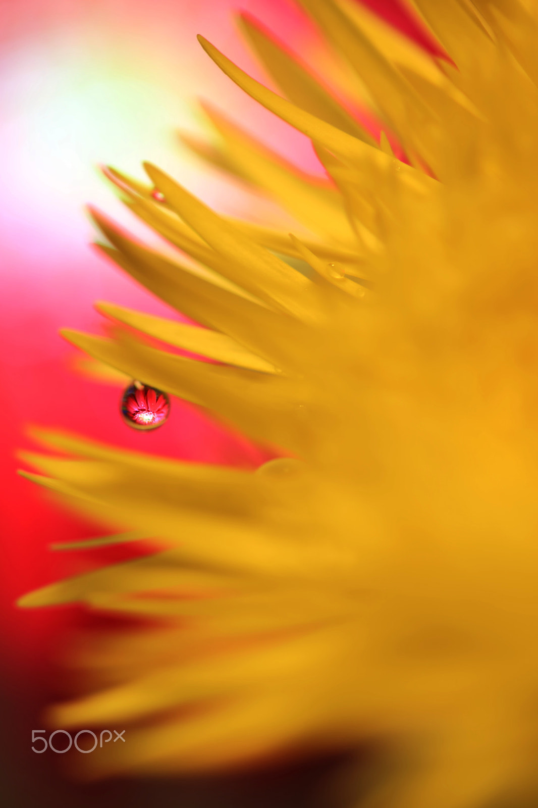 Canon EF 100mm F2.8 Macro USM sample photo. One point flower! photography