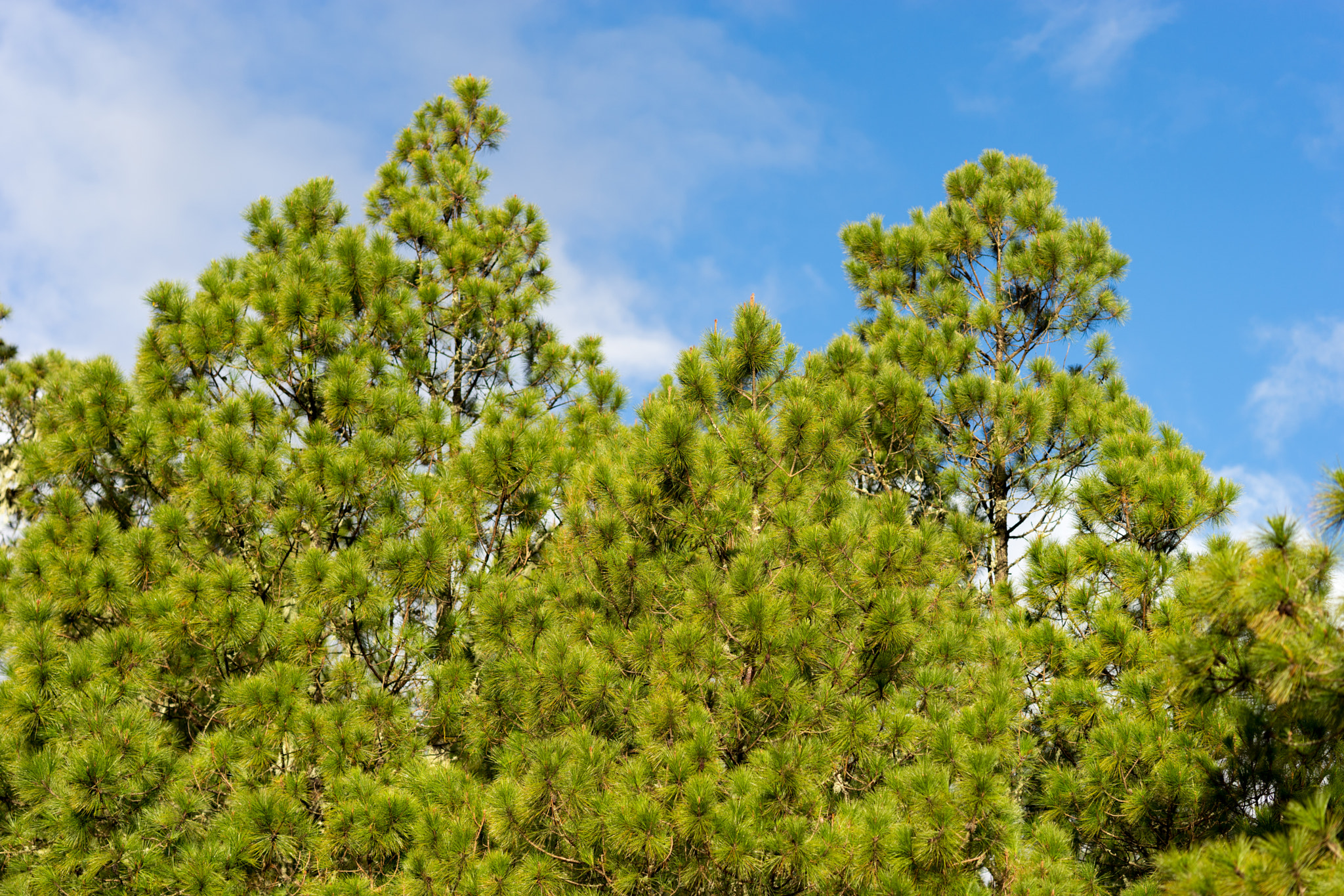 Sony FE 85mm F1.4 GM sample photo. Valle nuevo photography