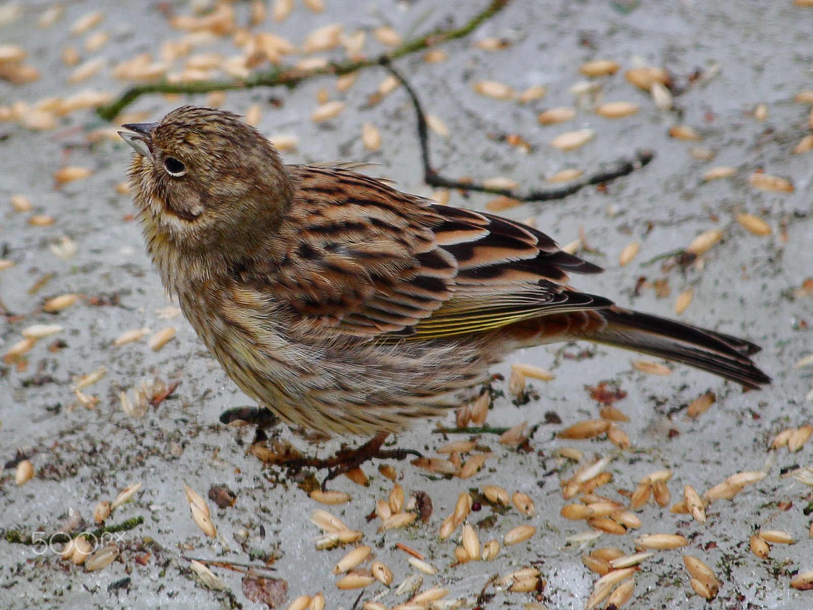 Canon EF-S 55-250mm F4-5.6 IS sample photo. Yellowhammer photography