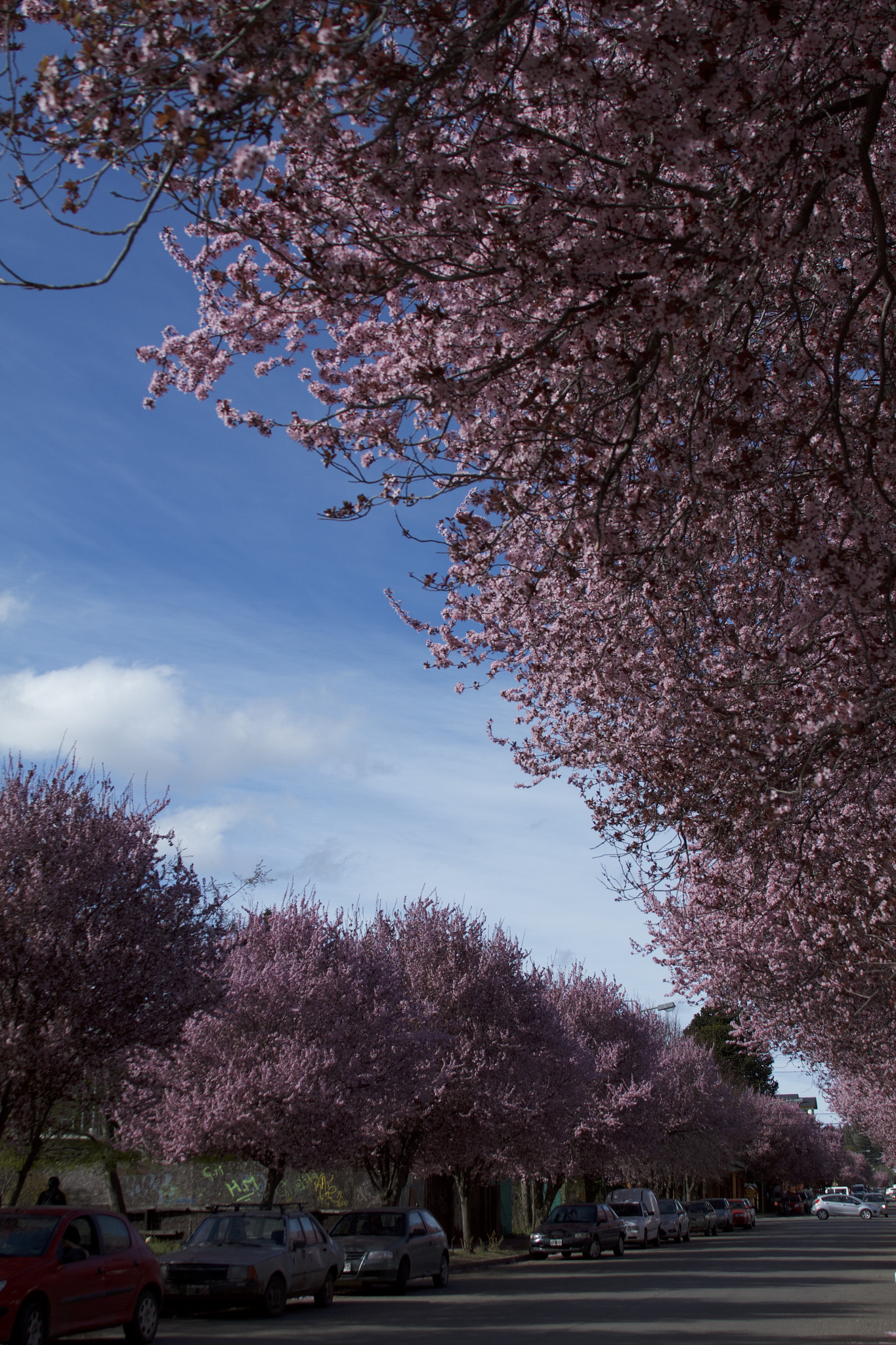 Canon EF 28-135mm F3.5-5.6 IS USM sample photo. Pink road photography