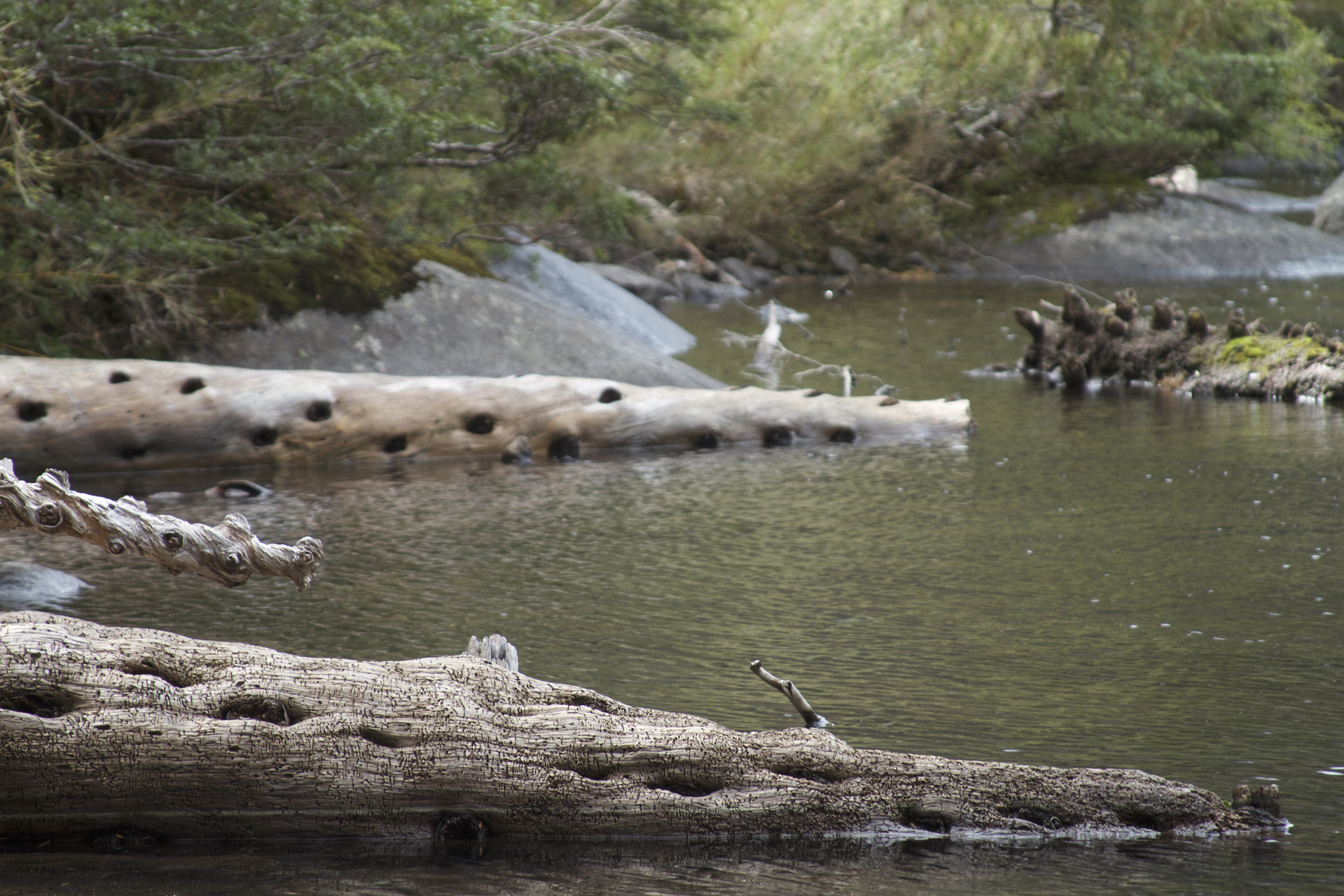 Canon EF 28-135mm F3.5-5.6 IS USM sample photo. Trees´ crocodiles costumes photography