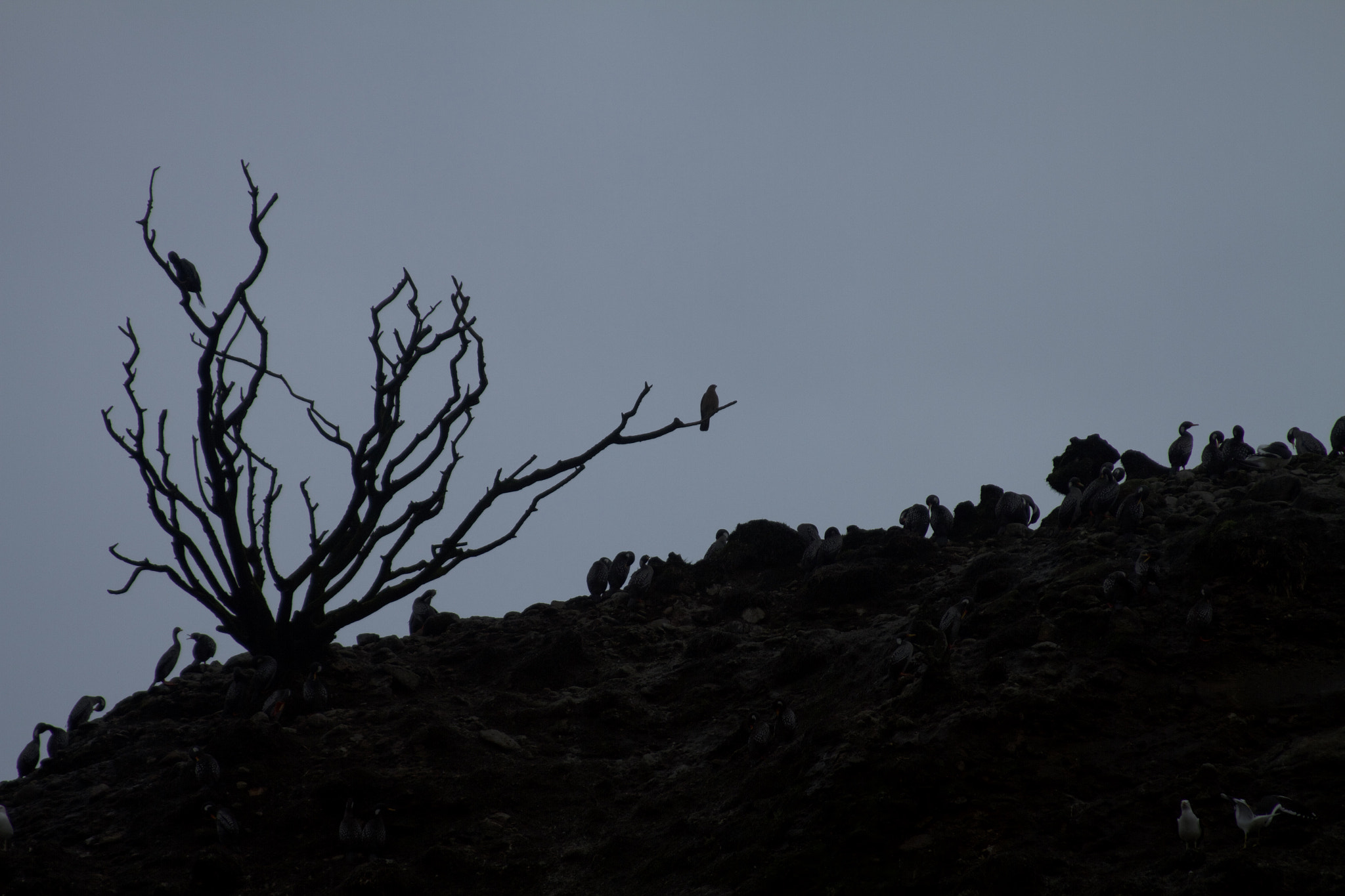 Canon EF 28-135mm F3.5-5.6 IS USM sample photo. Birds lineup photography