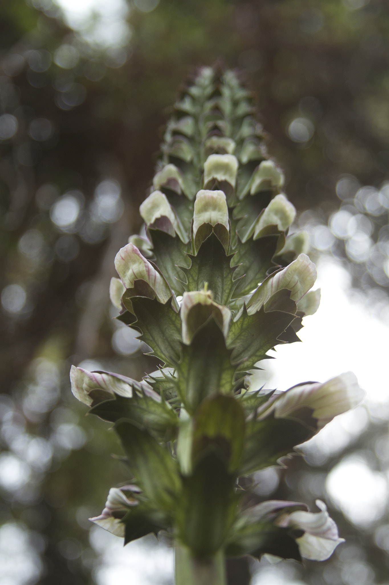 Canon EF 28-135mm F3.5-5.6 IS USM sample photo. Blooming photography