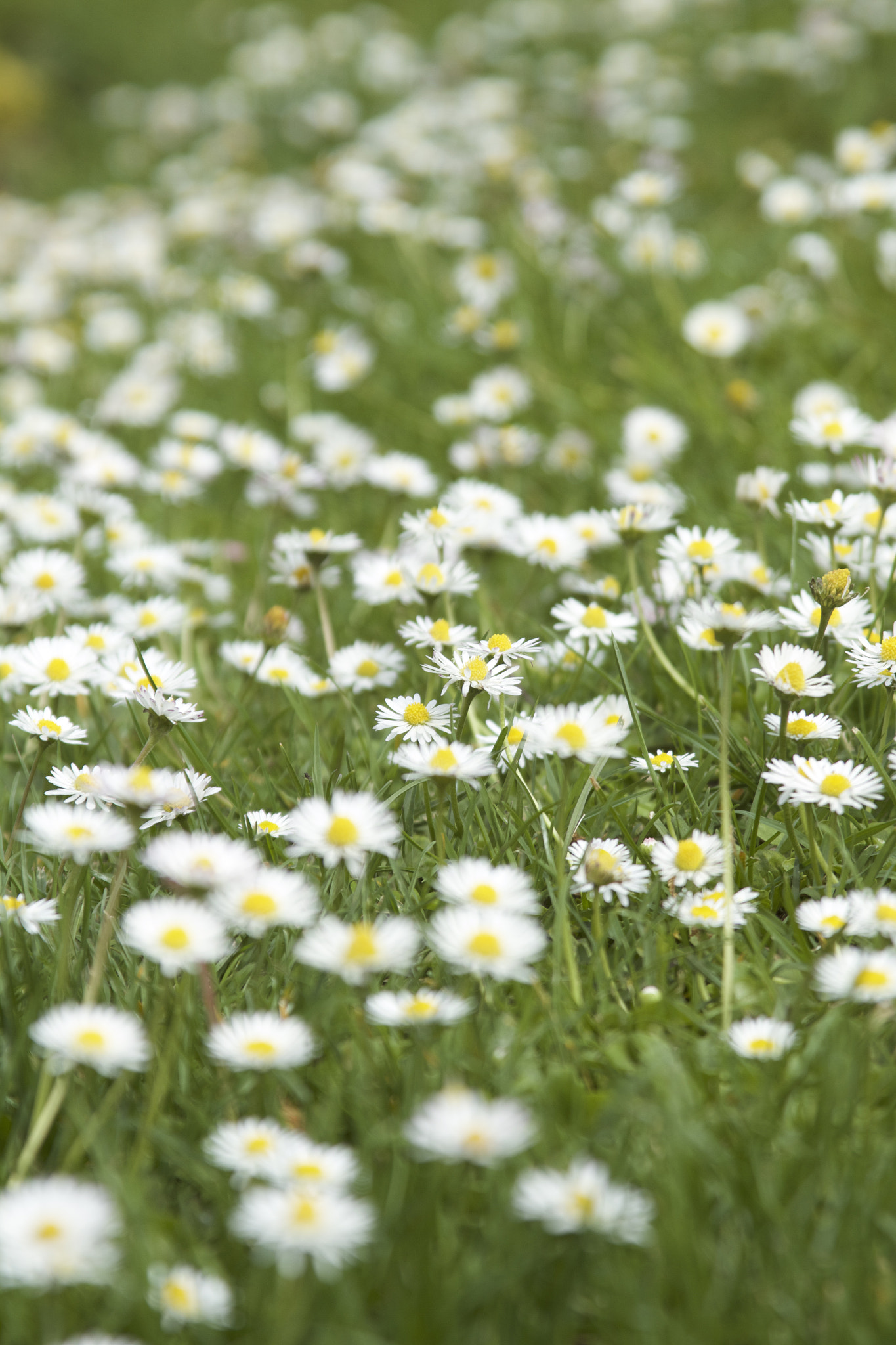 Canon EOS 7D + Canon EF 28-135mm F3.5-5.6 IS USM sample photo. Daisy fields forever photography