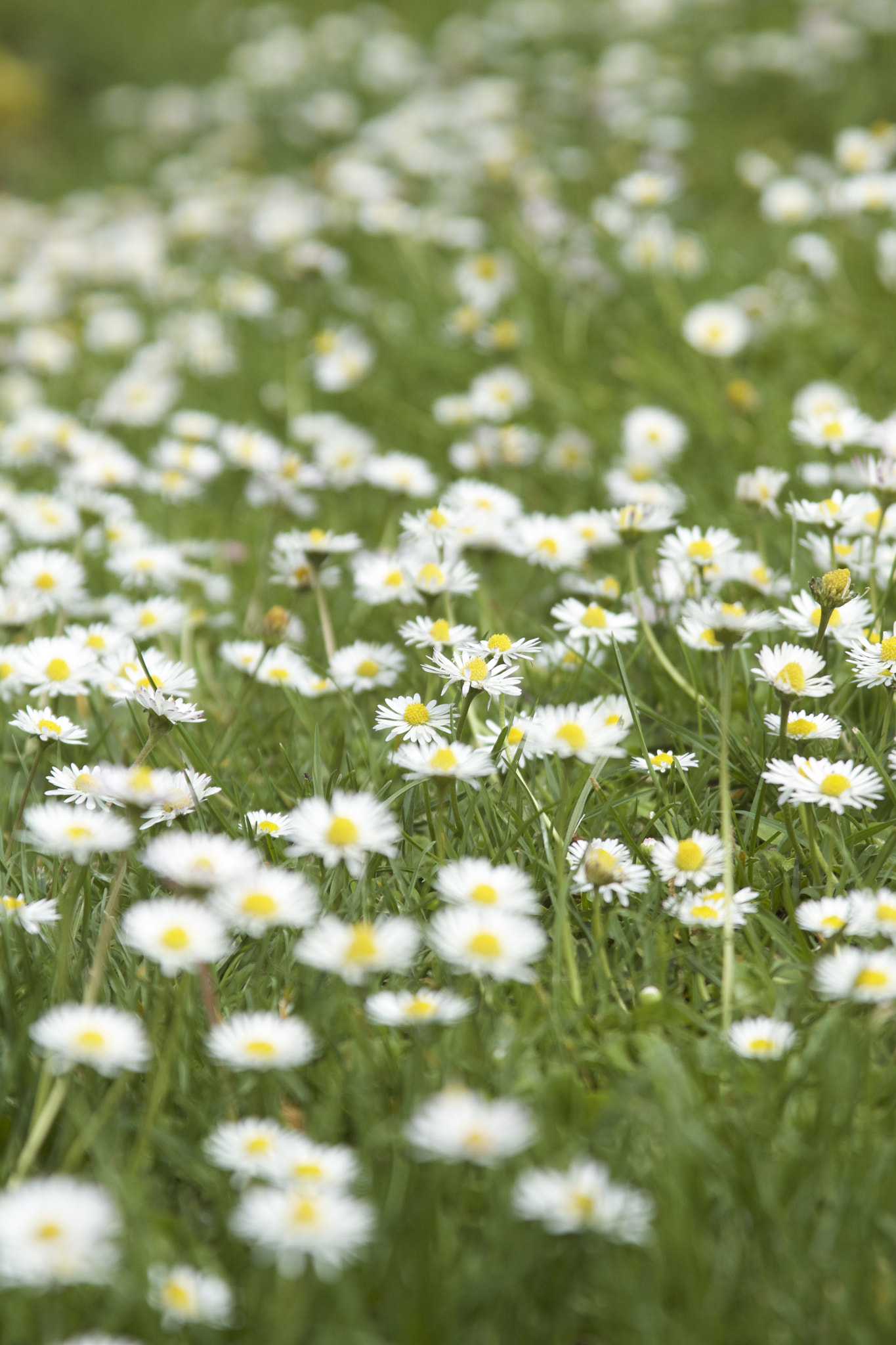 Canon EOS 7D sample photo. Daisy fields forever photography