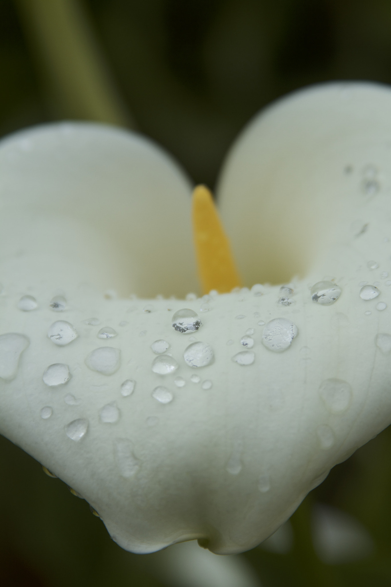 Canon EF 28-135mm F3.5-5.6 IS USM sample photo. Dew photography