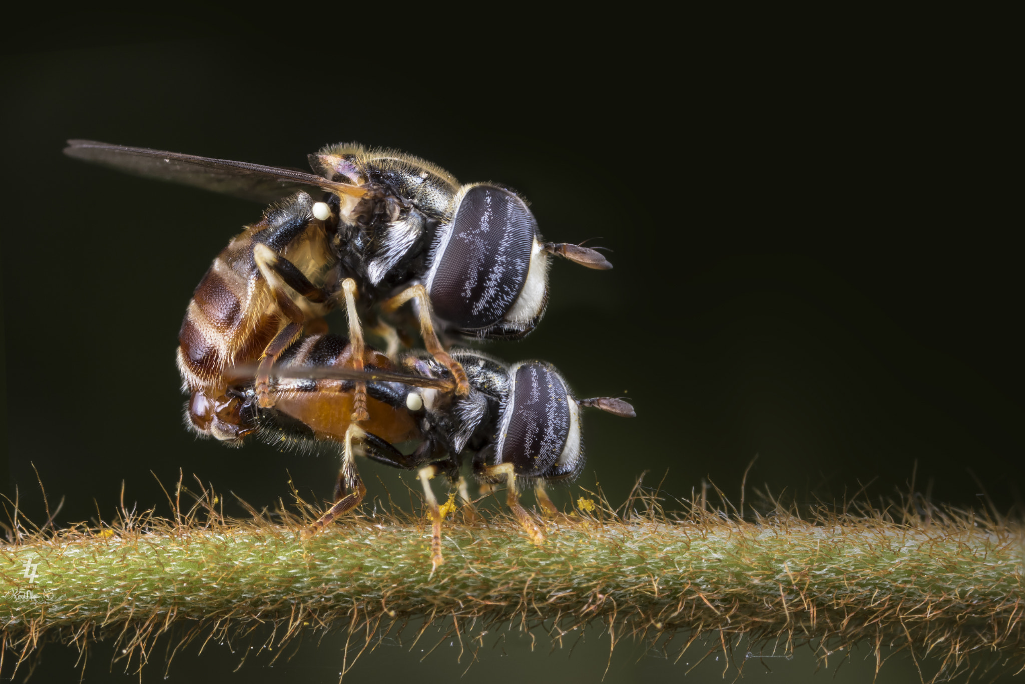 Canon EOS 7D Mark II sample photo. Hoverfly mating photography