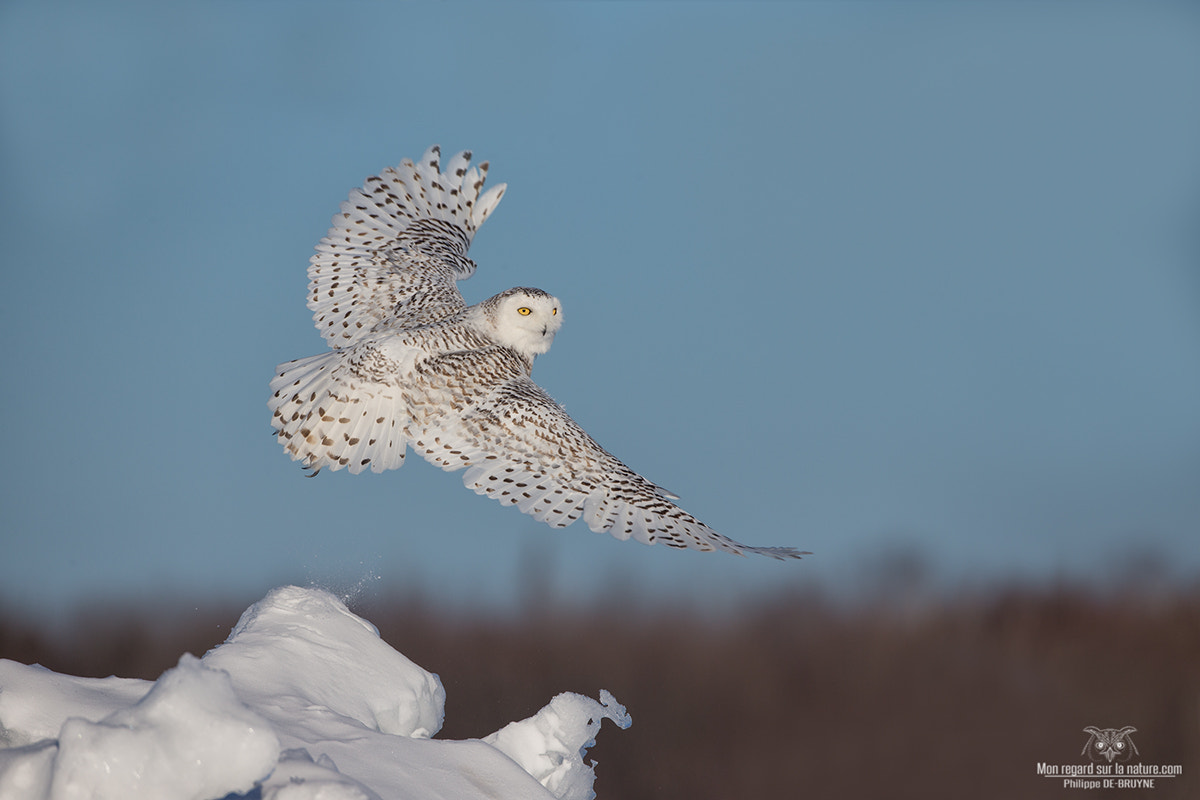 Canon EF 500mm F4L IS USM sample photo. Owl season ends !! photography
