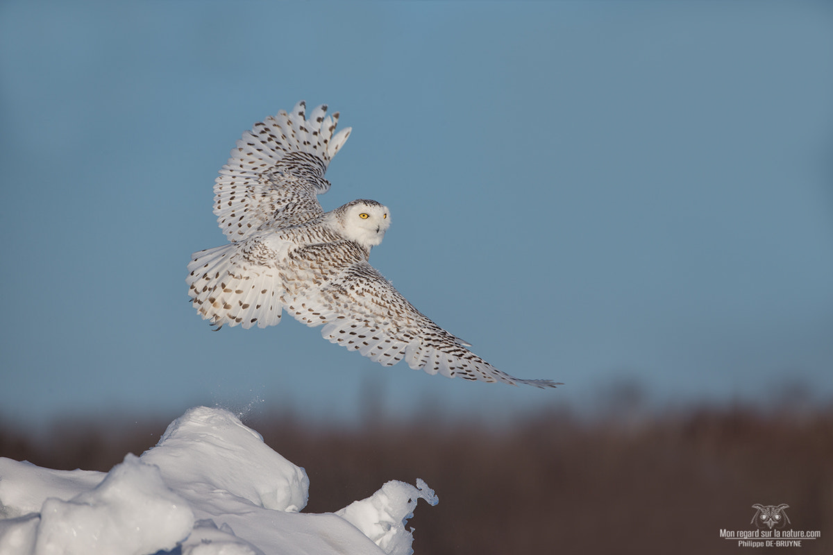 Canon EOS-1D X + Canon EF 500mm F4L IS USM sample photo. Owl season ends !! photography