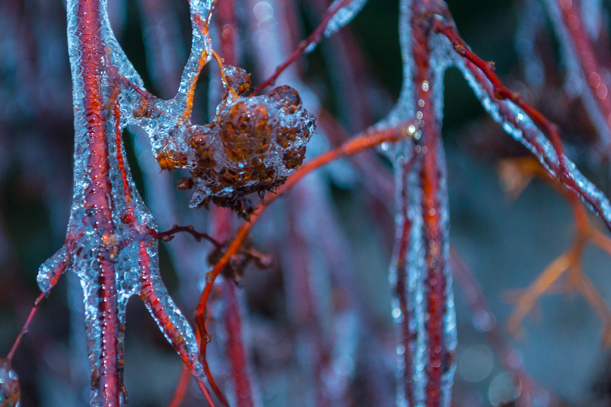 Nikon D800 sample photo. Ice branch photography