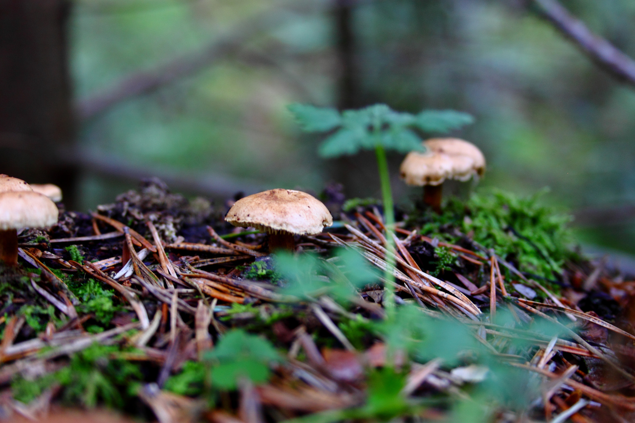 Canon EF-S 18-55mm F3.5-5.6 sample photo. Mushrooms on a tree trunk photography