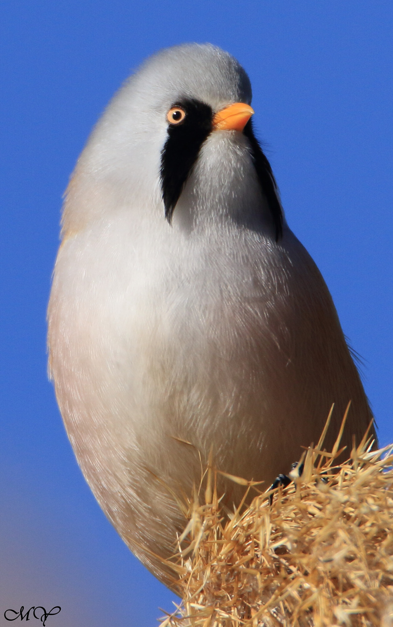 Tamron SP 150-600mm F5-6.3 Di VC USD sample photo. Bearded reedling photography