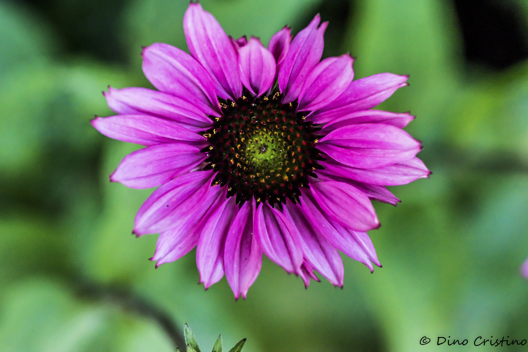 Nikon D5500 sample photo. Asteracee echinacea fiori dino cristino () photography