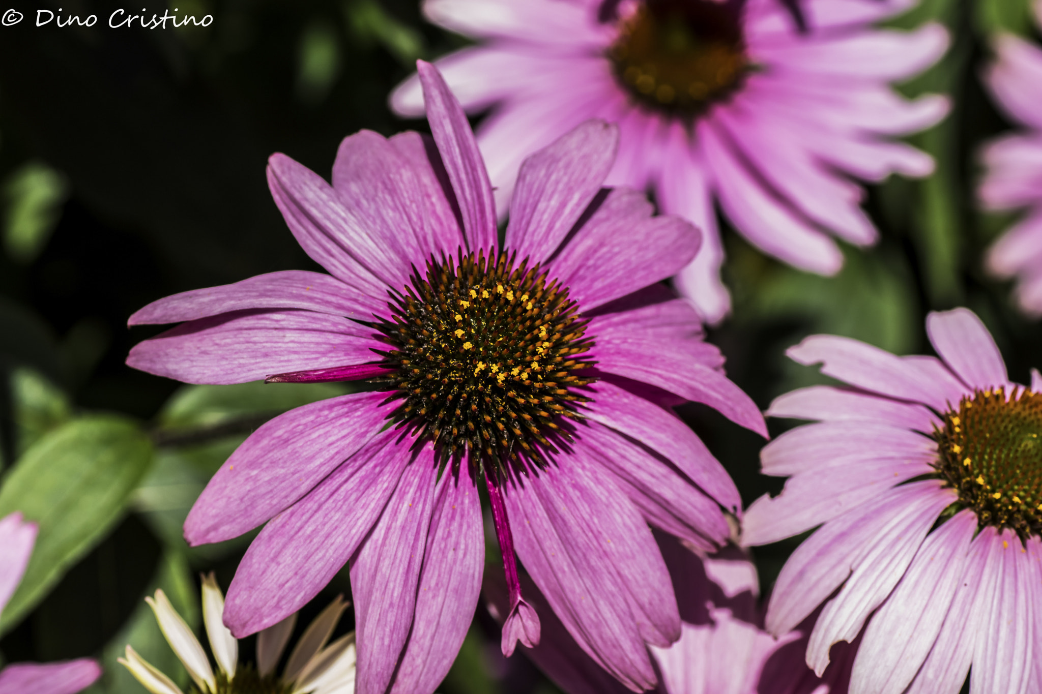 Nikon D5500 sample photo. Asteracee echinacea fiori dino cristino () photography