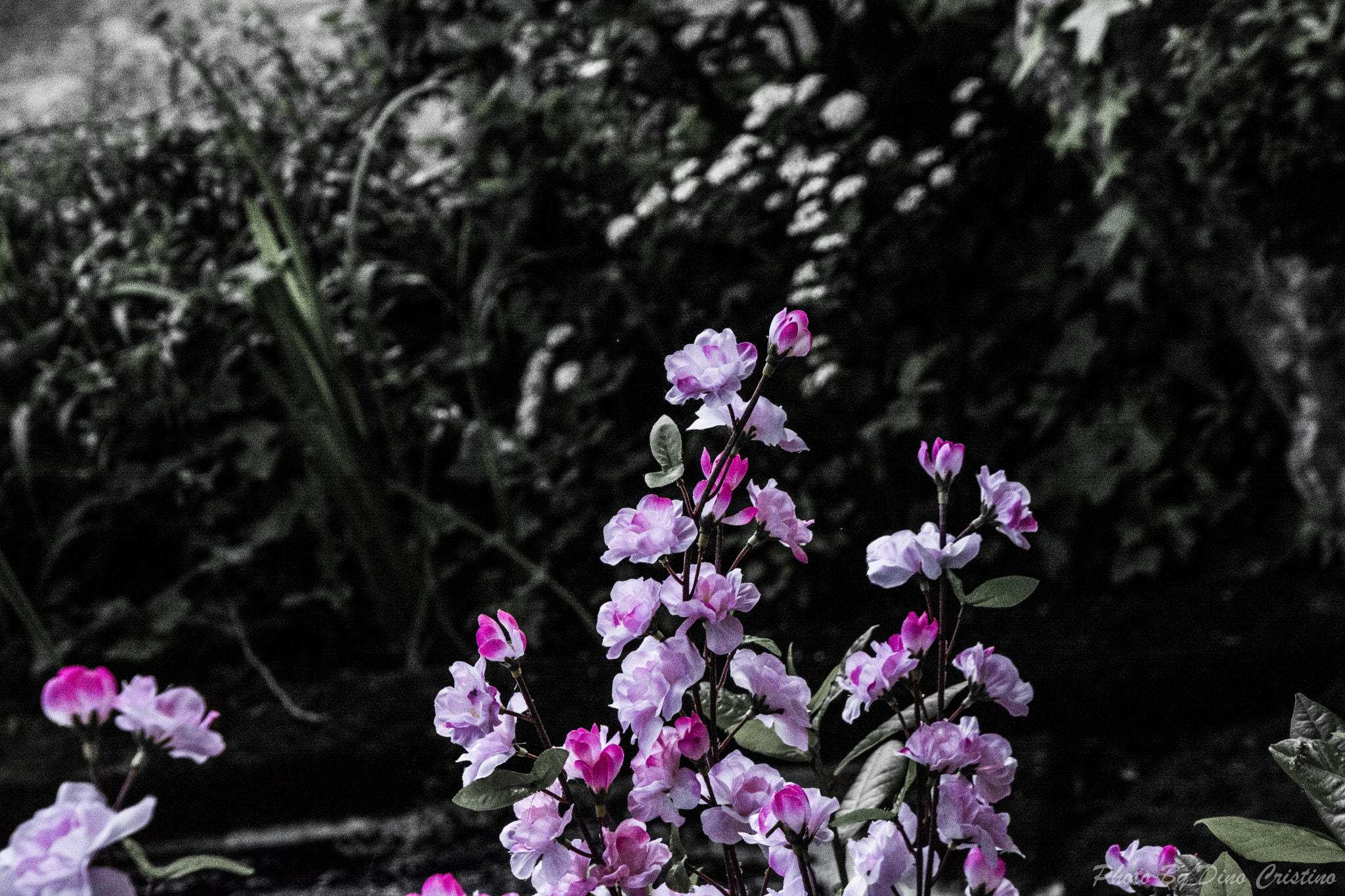 Nikon D7100 sample photo. Rosacee fiori di pesco fiori dino cristino () photography