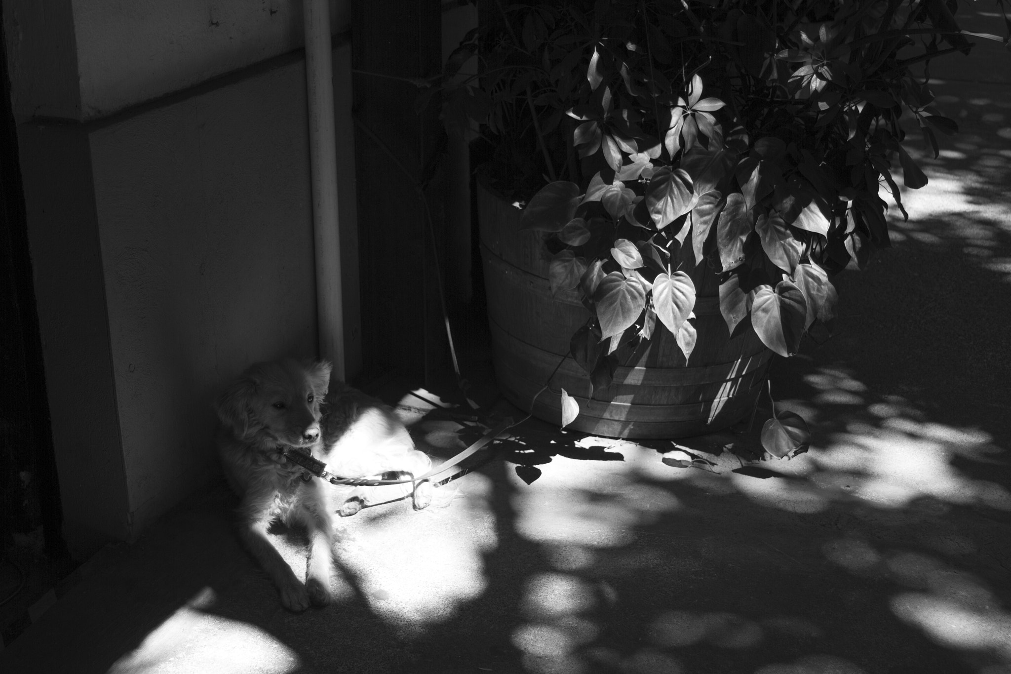 Canon EF 28-135mm F3.5-5.6 IS USM sample photo. Waiting for papa photography