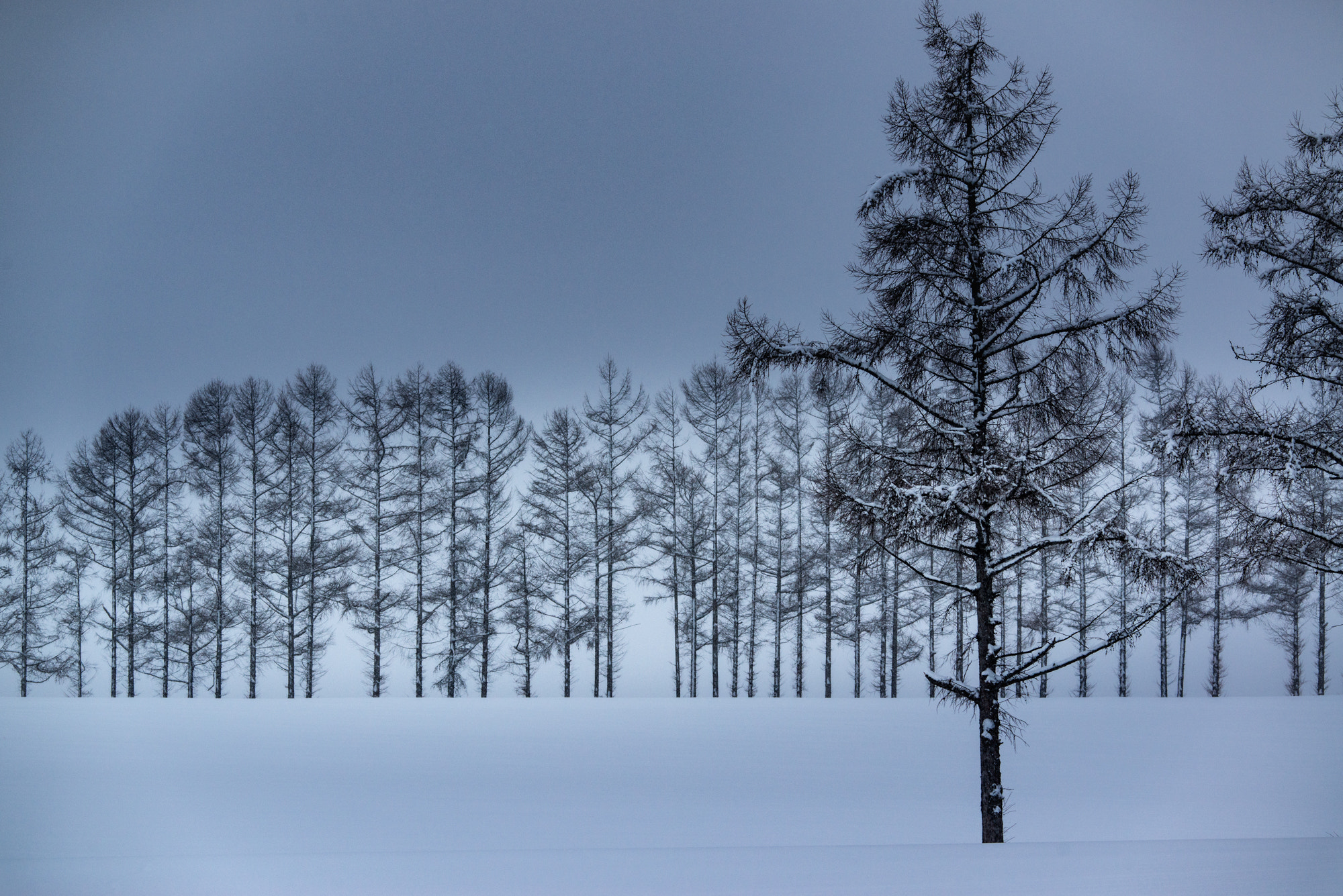 Nikon D800E sample photo. Treeees photography