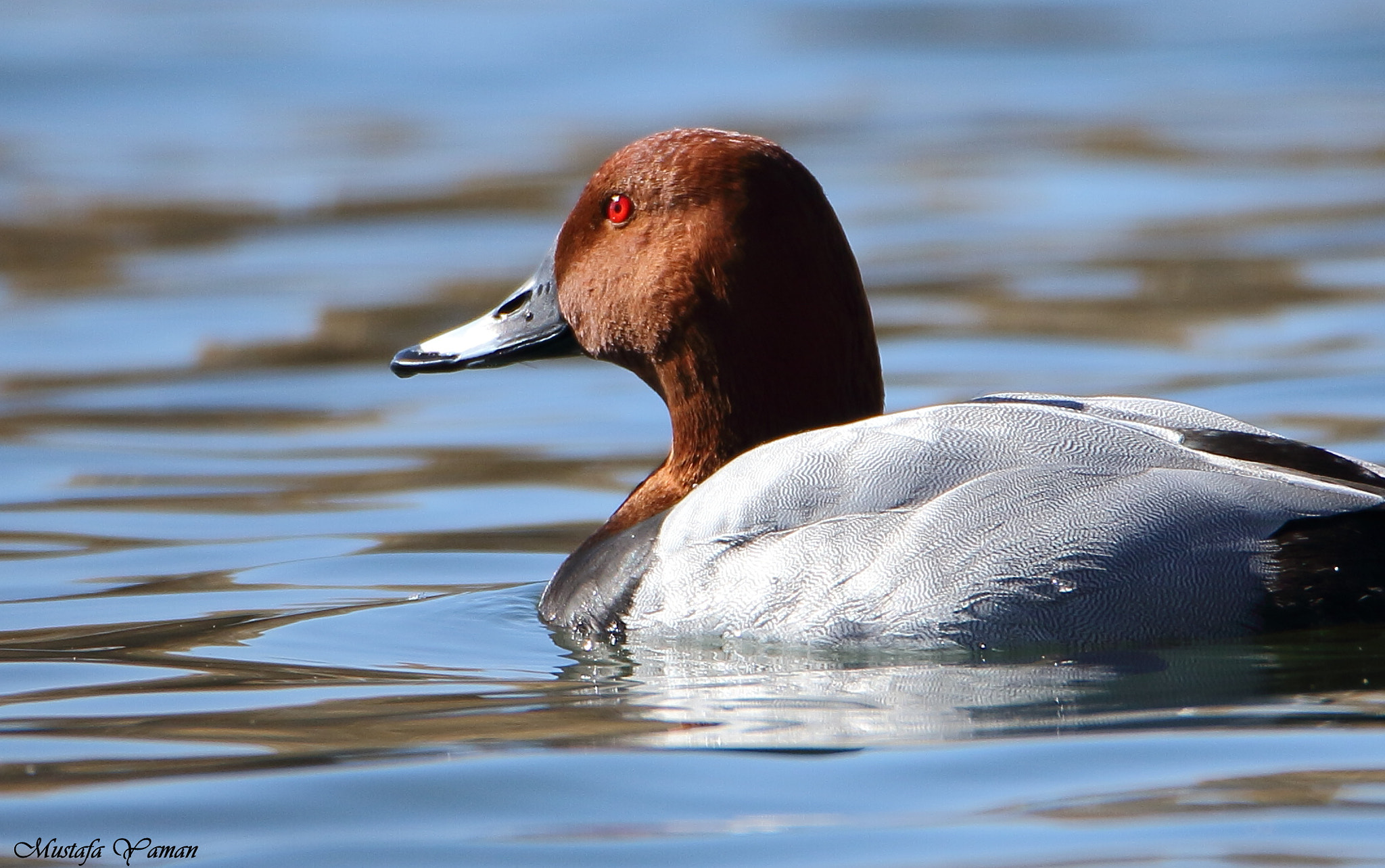 Tamron SP 150-600mm F5-6.3 Di VC USD sample photo. Elmabaş patka » common pochard photography