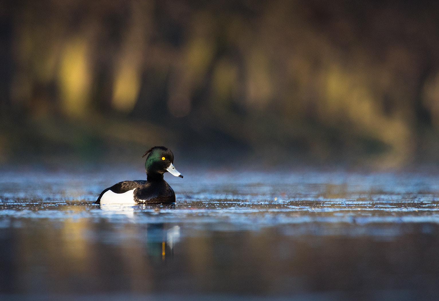 Canon EF 100-400mm F4.5-5.6L IS USM sample photo. Tufted duck photography