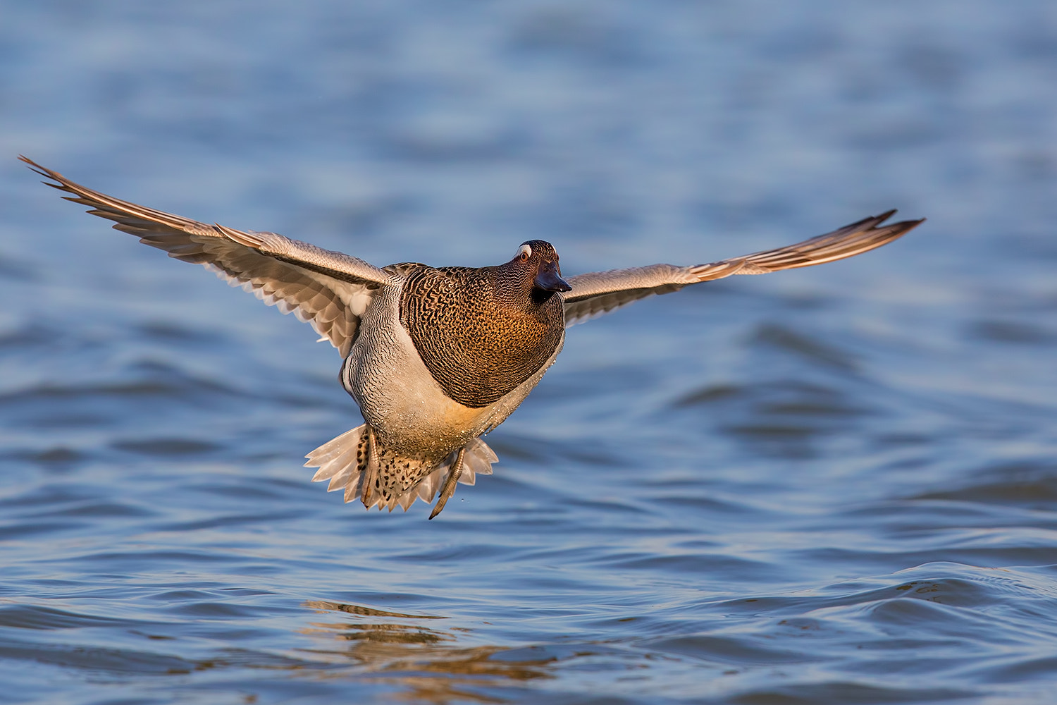 Canon EF 600mm F4L IS II USM sample photo. Garganey in fly photography