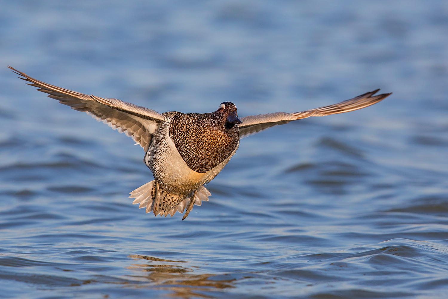 Canon EOS 5D Mark IV sample photo. Garganey in fly photography