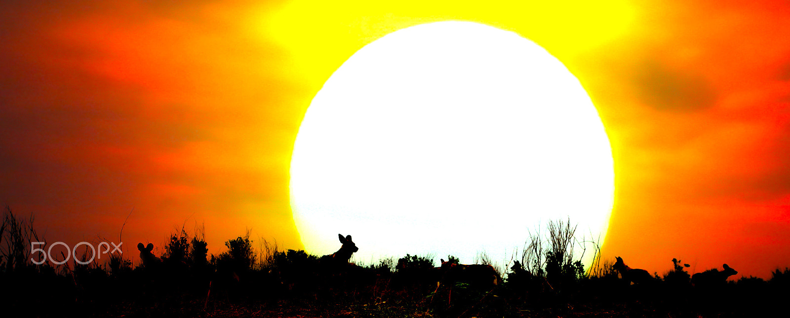 Canon EOS 5D + Canon EF 17-40mm F4L USM sample photo. Wild dogs at sunset photography