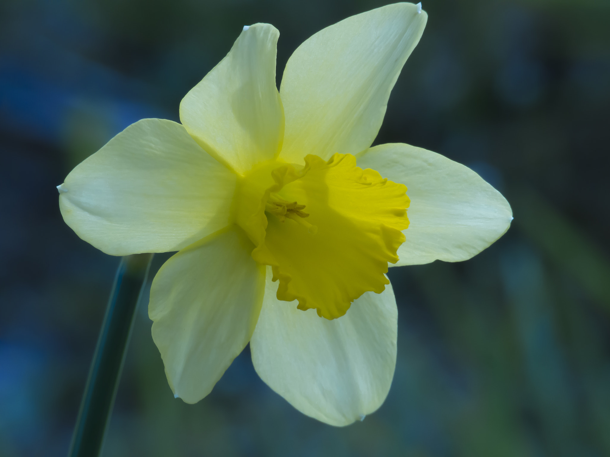 Olympus OM-D E-M5 sample photo. Narcissus of the citizen's forest photography