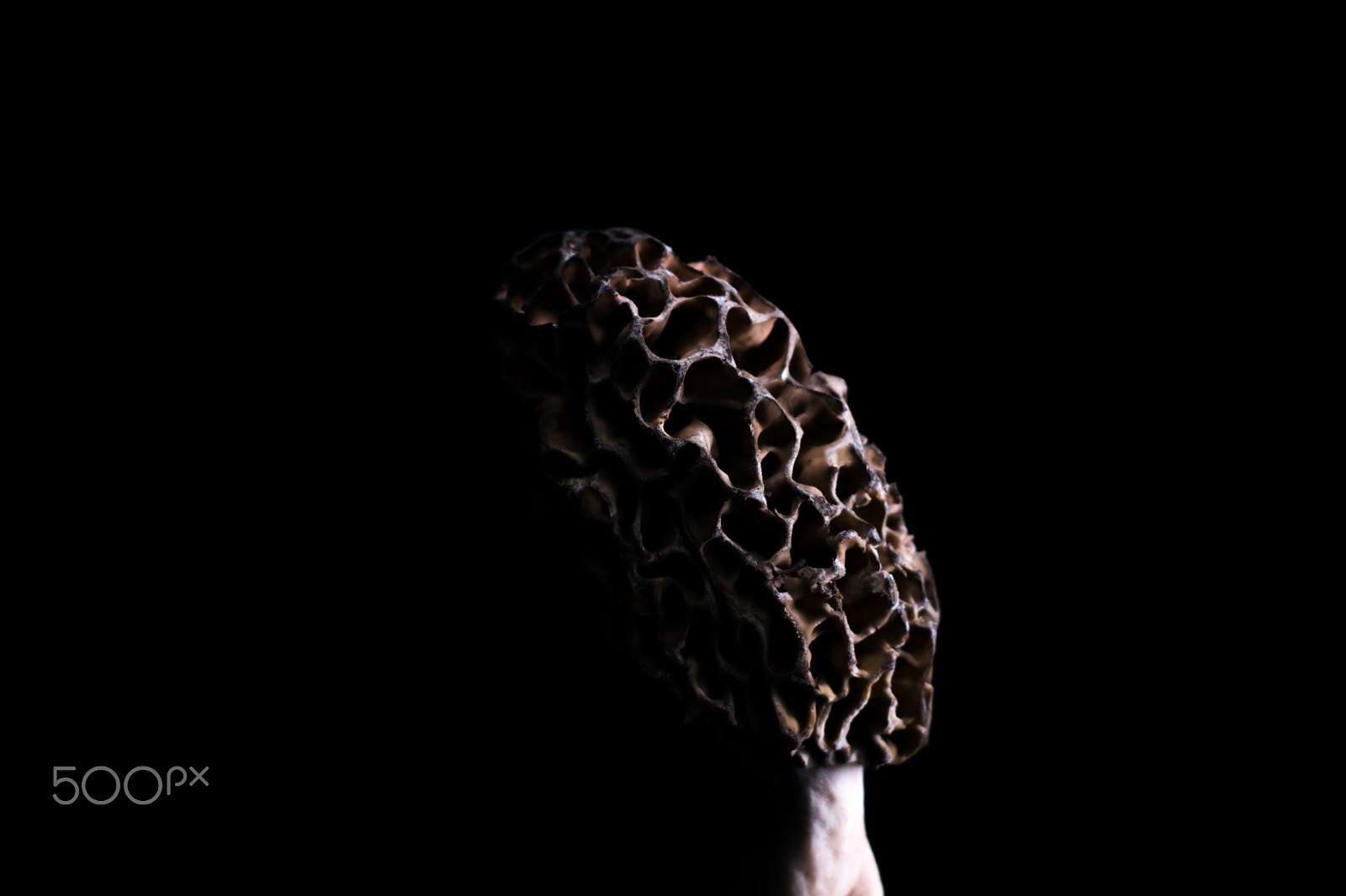 Nikon D3400 sample photo. Morchella esculenta (true morel / morille vraie) photography
