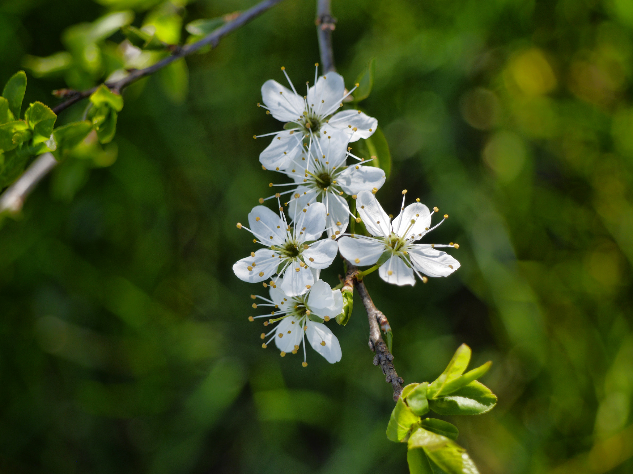 Panasonic Lumix DMC-GH3 sample photo. White flowers photography