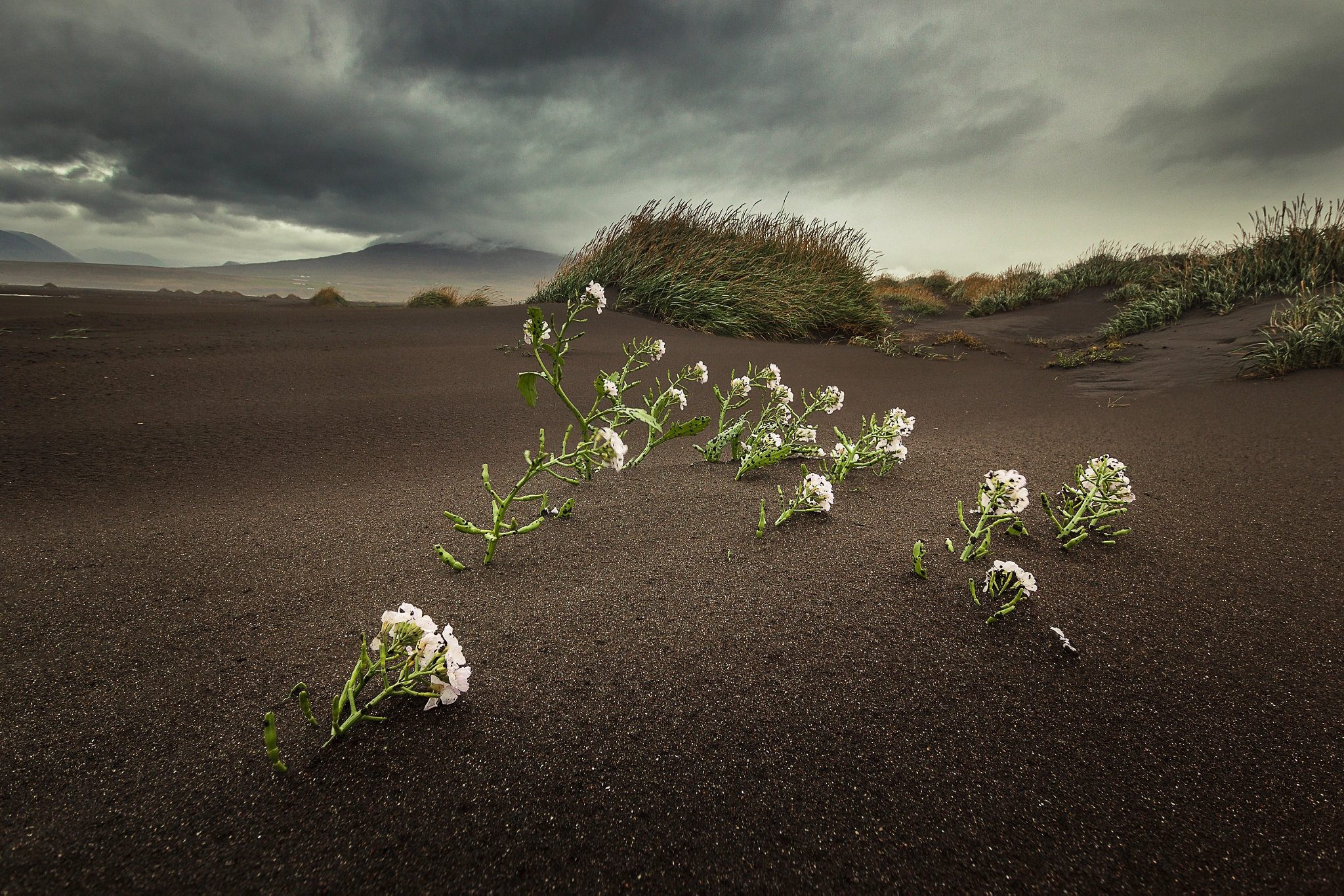 Sigma 10-20mm F3.5 EX DC HSM sample photo. Black sand photography