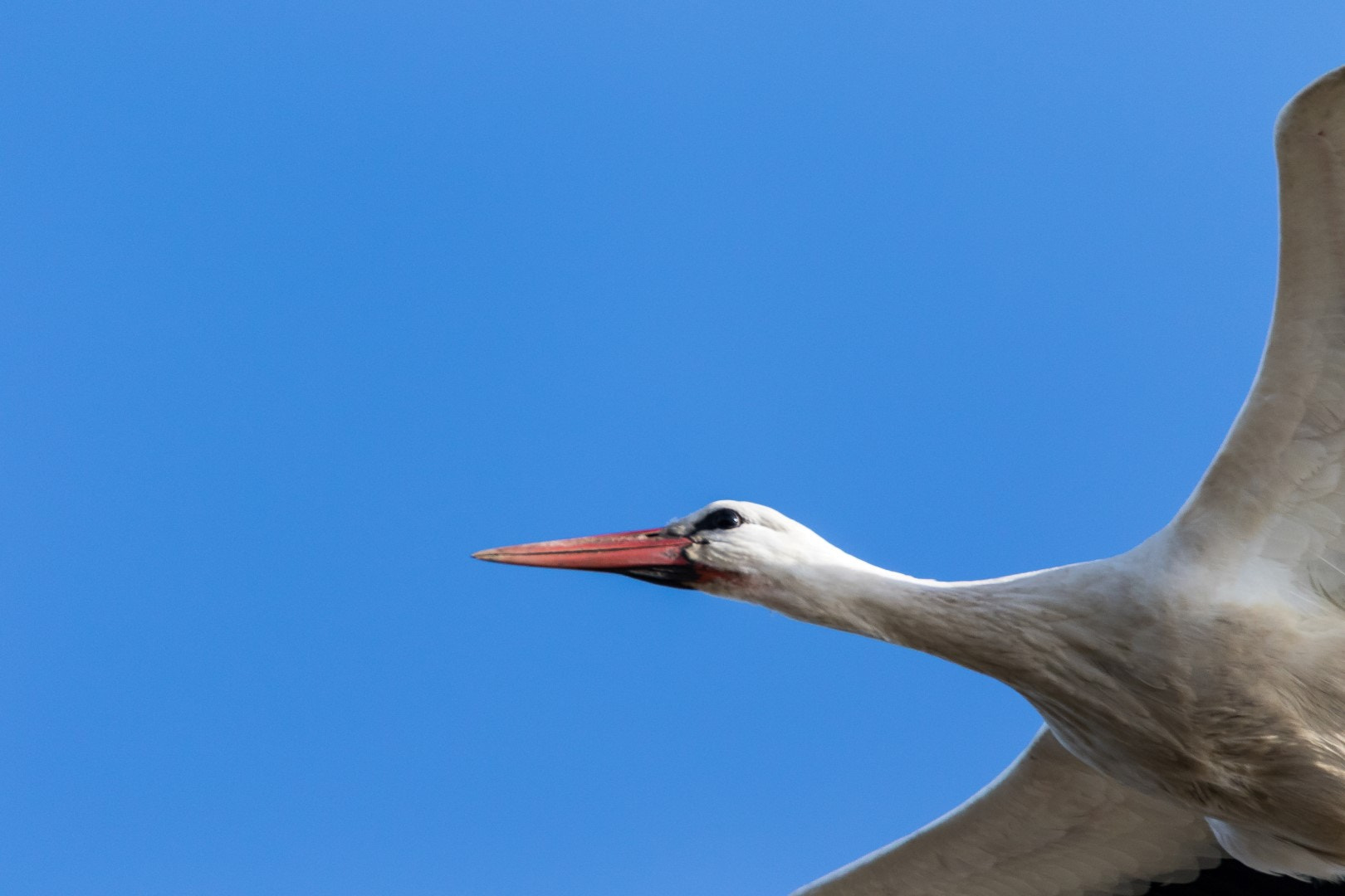 Tamron SP 150-600mm F5-6.3 Di VC USD sample photo. Ciconia ciconia flying close by photography