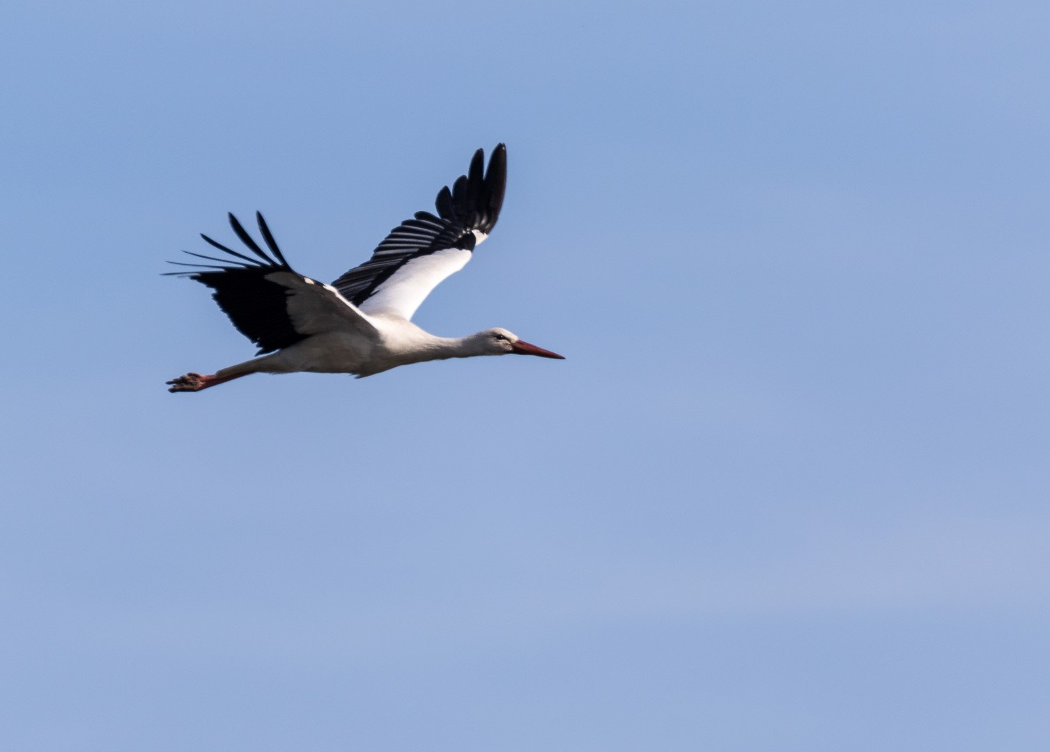 Tamron SP 150-600mm F5-6.3 Di VC USD sample photo. Ciconia ciconia, a beauty in the sky photography