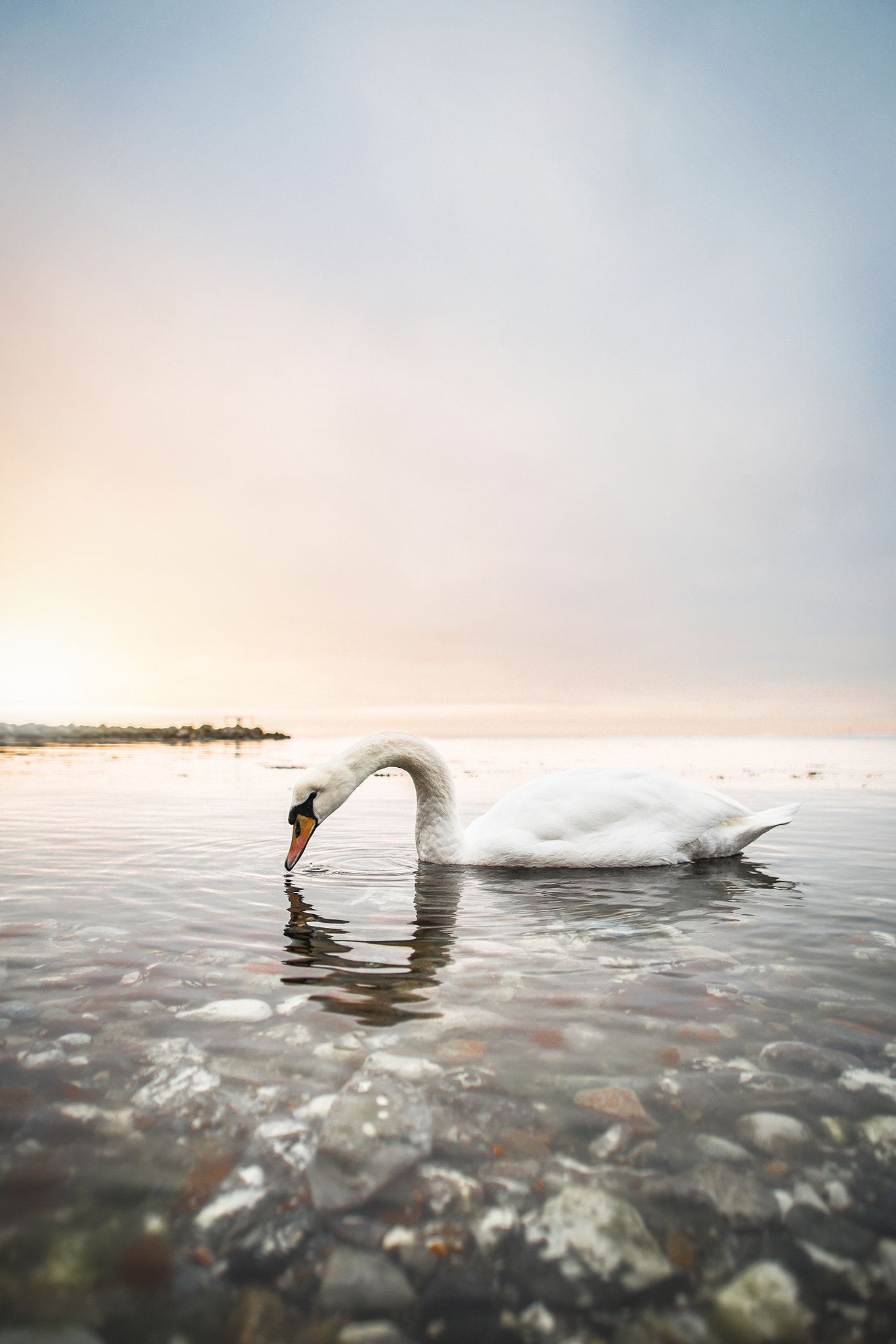 Canon EOS 6D + Sigma 20mm EX f/1.8 sample photo. Swan  photography