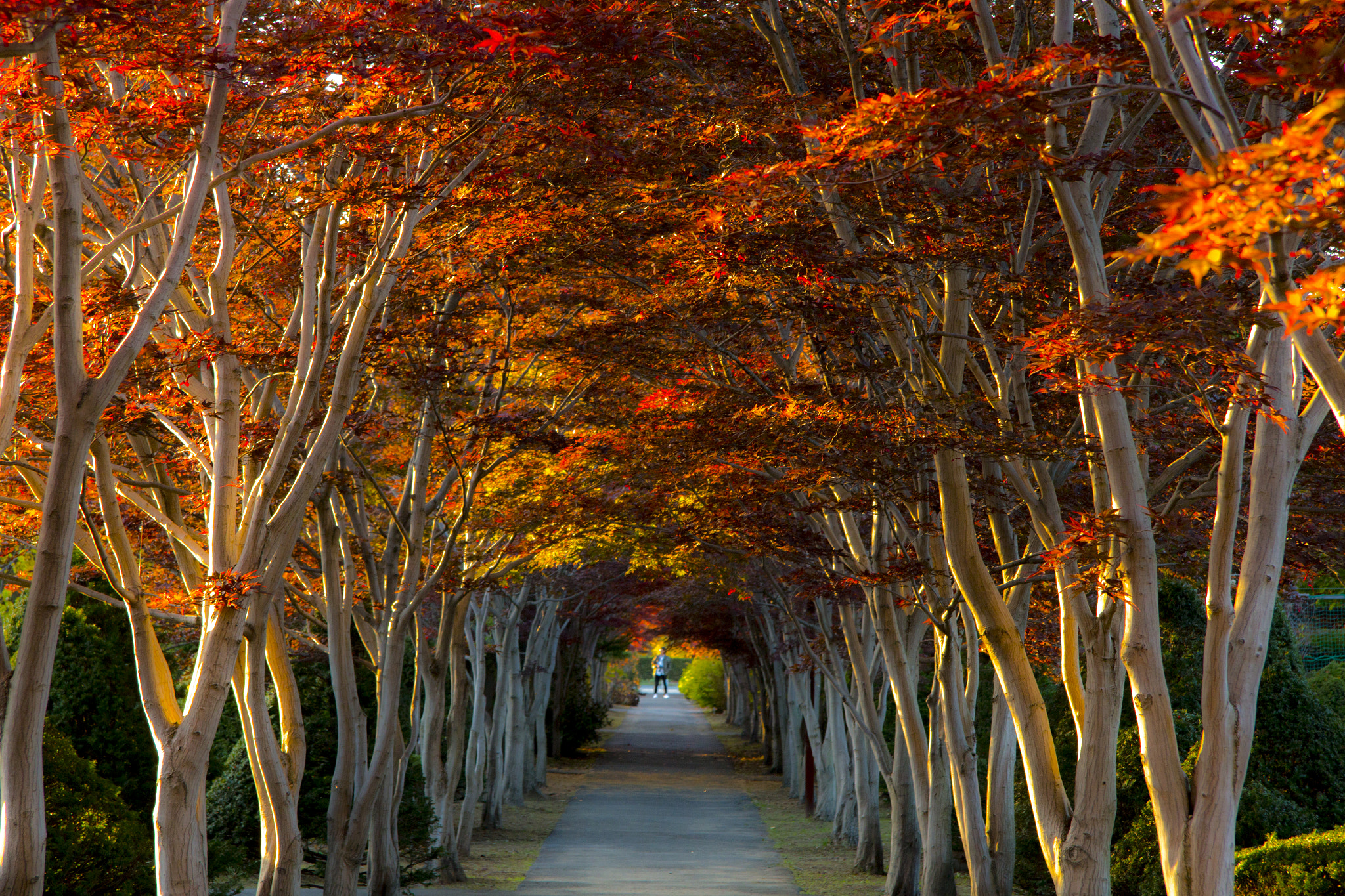 Canon EF-S 17-85mm F4-5.6 IS USM sample photo. Mg photography