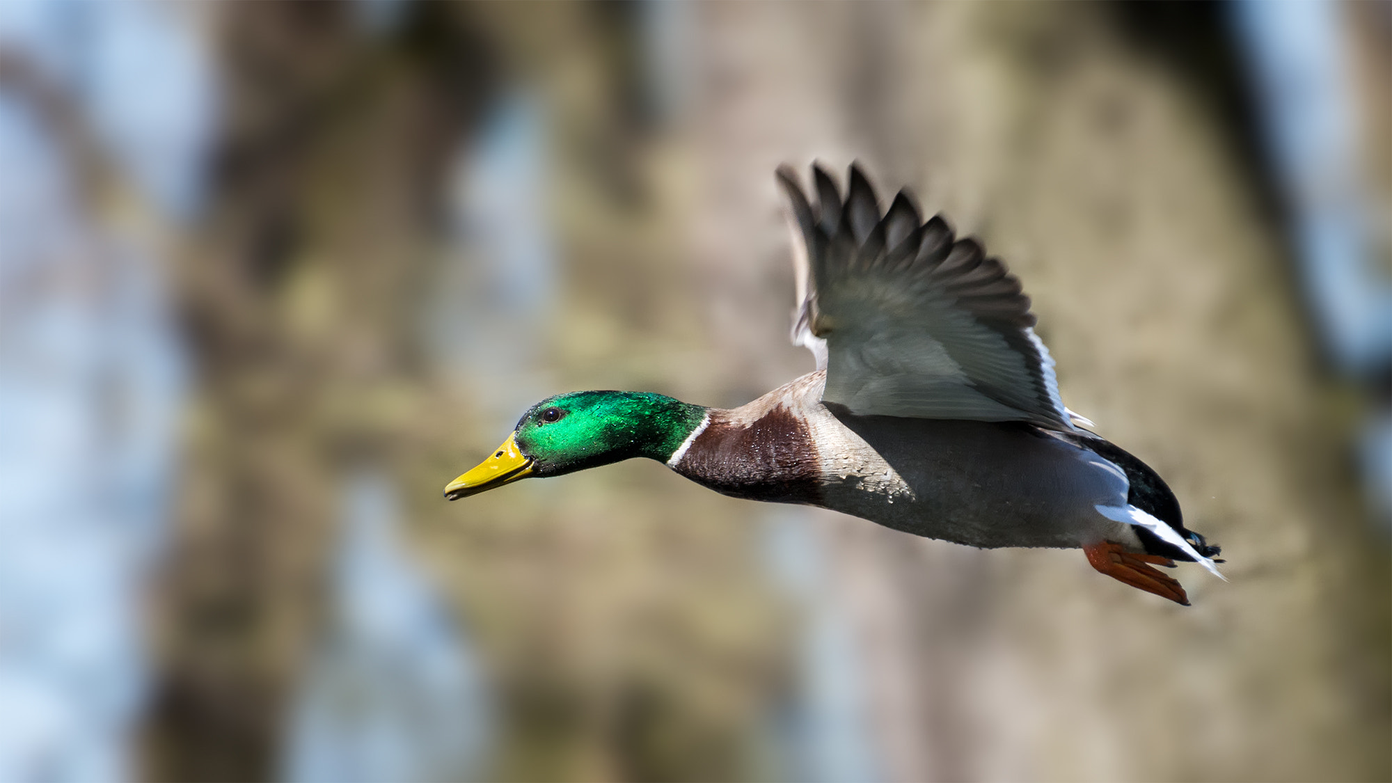 Nikon D7100 + Nikon AF-S Nikkor 70-300mm F4.5-5.6G VR sample photo. Mallard photography