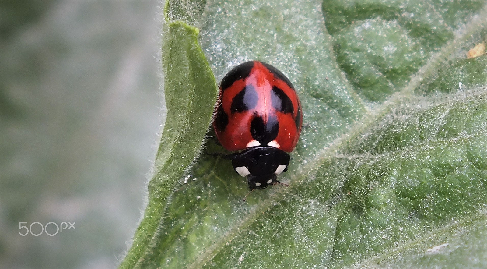 Fujifilm FinePix HS28EXR sample photo. Ladybug photography