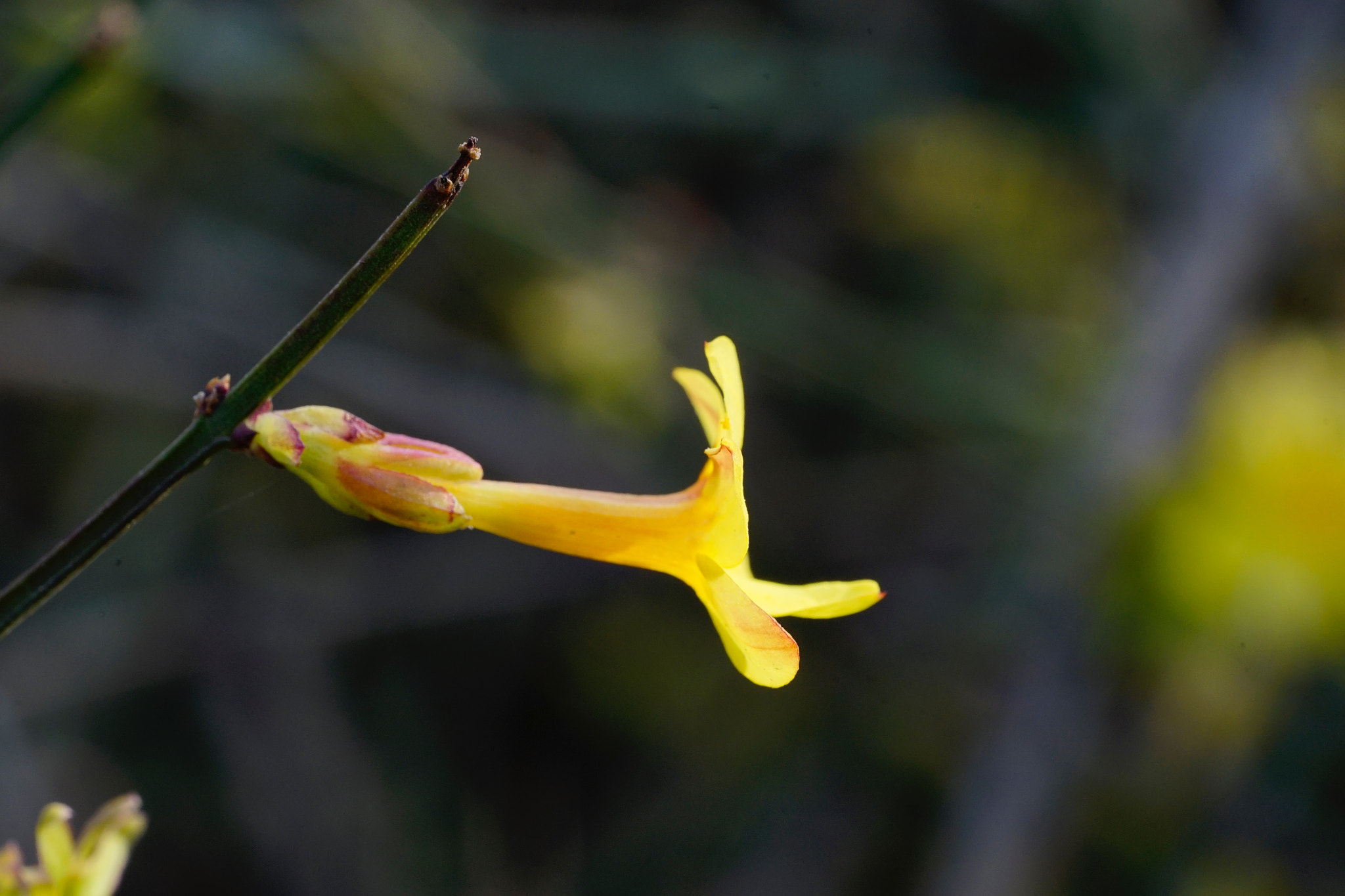 Sony a7 II + Sony FE 90mm F2.8 Macro G OSS sample photo. 迎春枝頭俏 photography