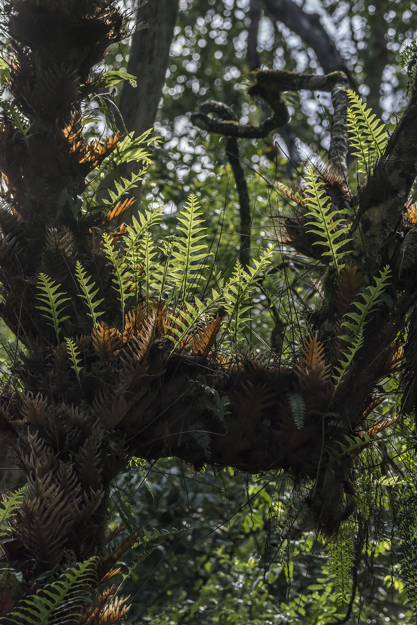 Nikon AF-S Nikkor 200-500mm F5.6E ED VR sample photo. Backlit ferns photography