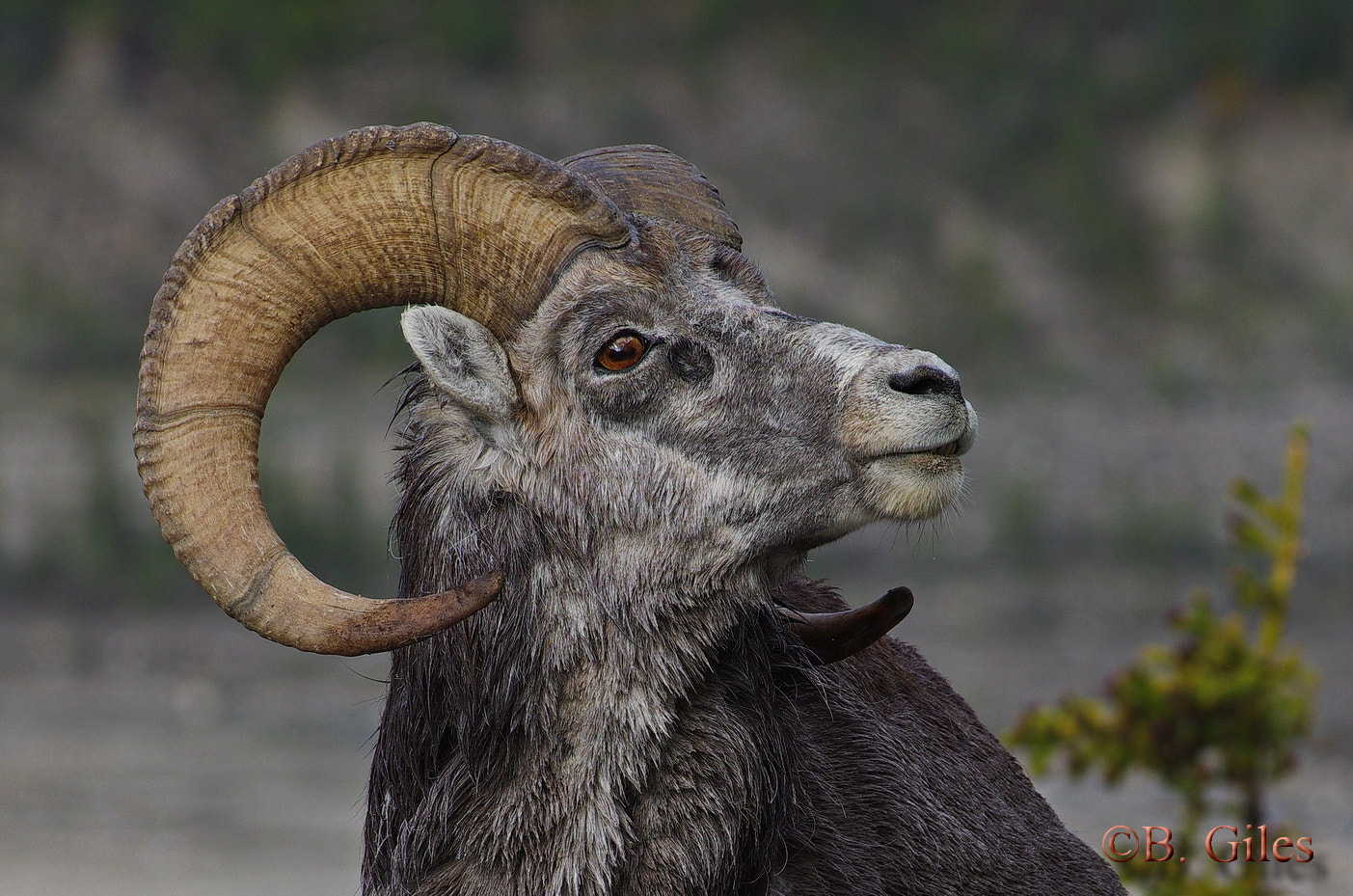 Pentax smc DA* 60-250mm F4.0 ED (IF) SDM sample photo. Stone sheep portrait photography