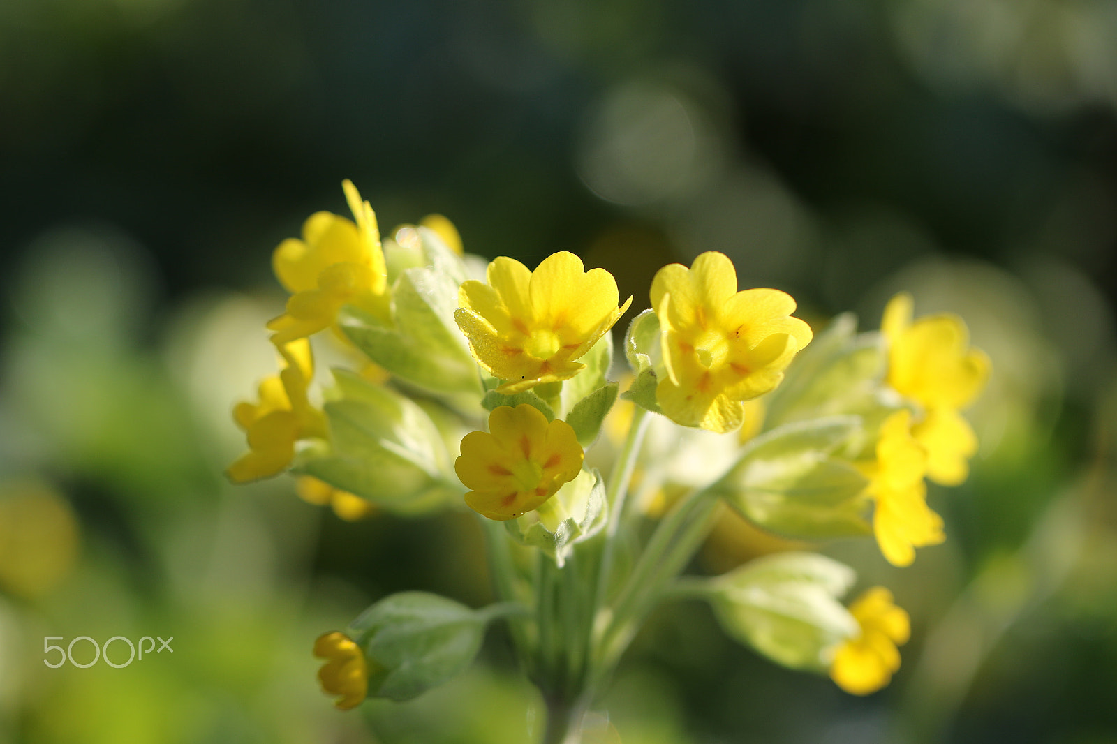 Canon EF 100mm F2.8L Macro IS USM sample photo. Primevère officinale photography