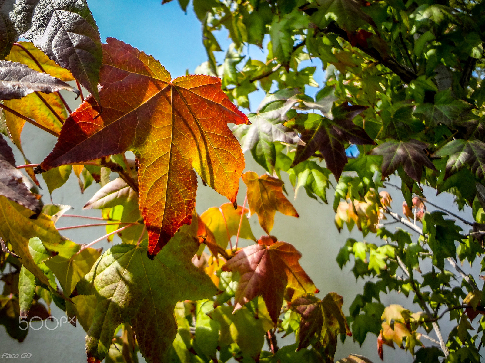 Sony DSC-WX7 sample photo. Otoño photography