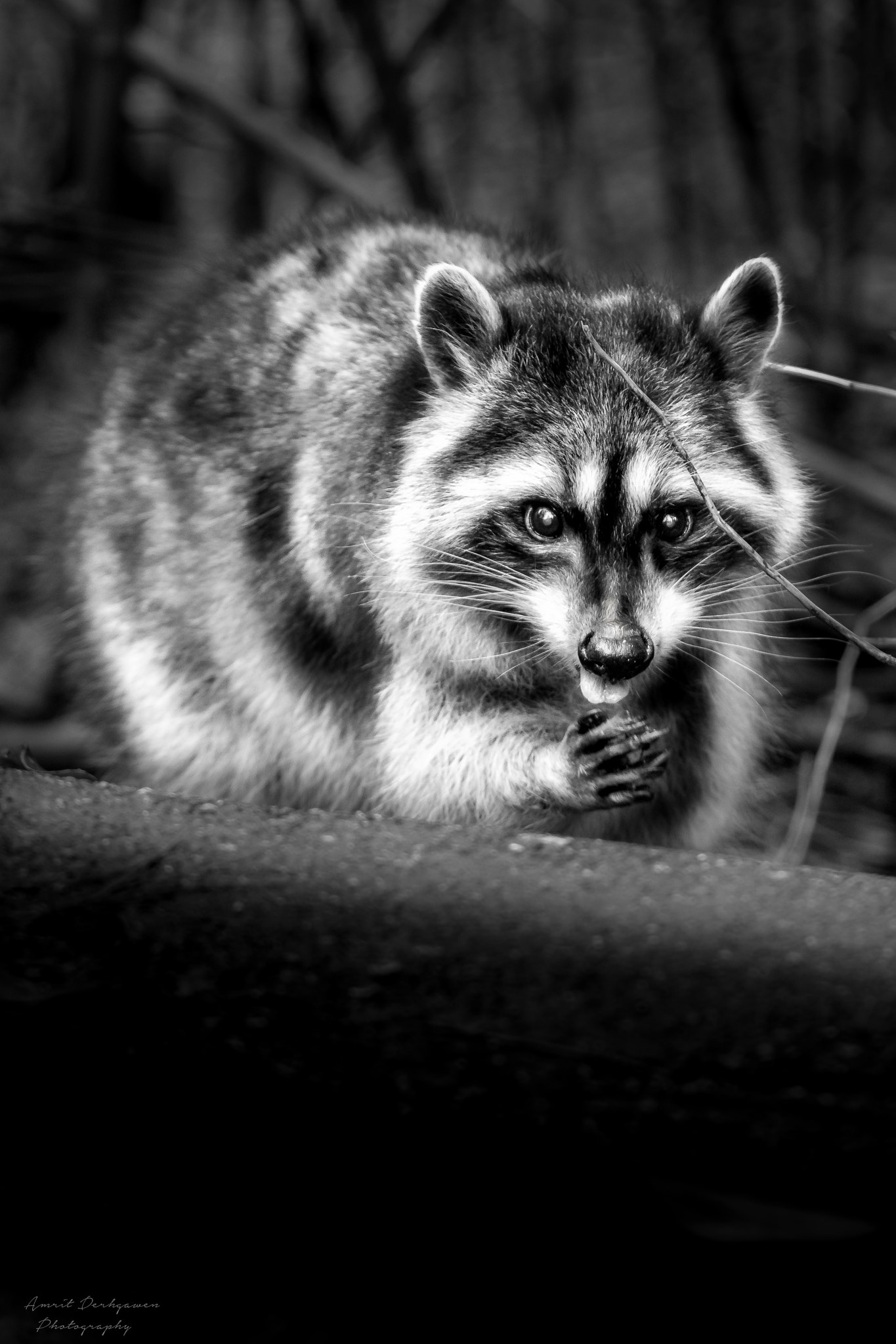 Canon EOS 70D + Canon EF 70-200mm F4L IS USM sample photo. Mr. raccoon photography