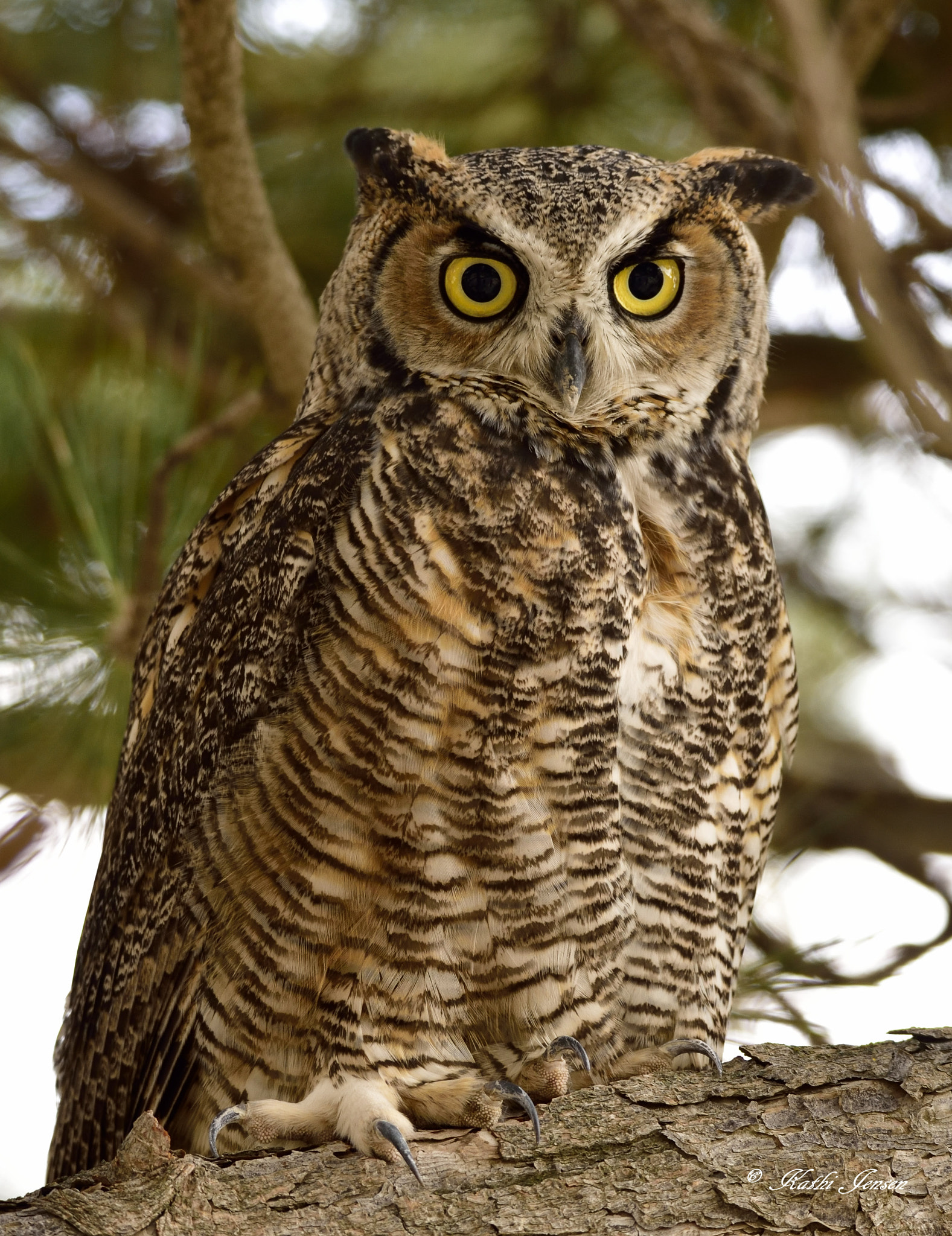 Sigma 150-600mm F5-6.3 DG OS HSM | S sample photo. Whoooo are you? photography
